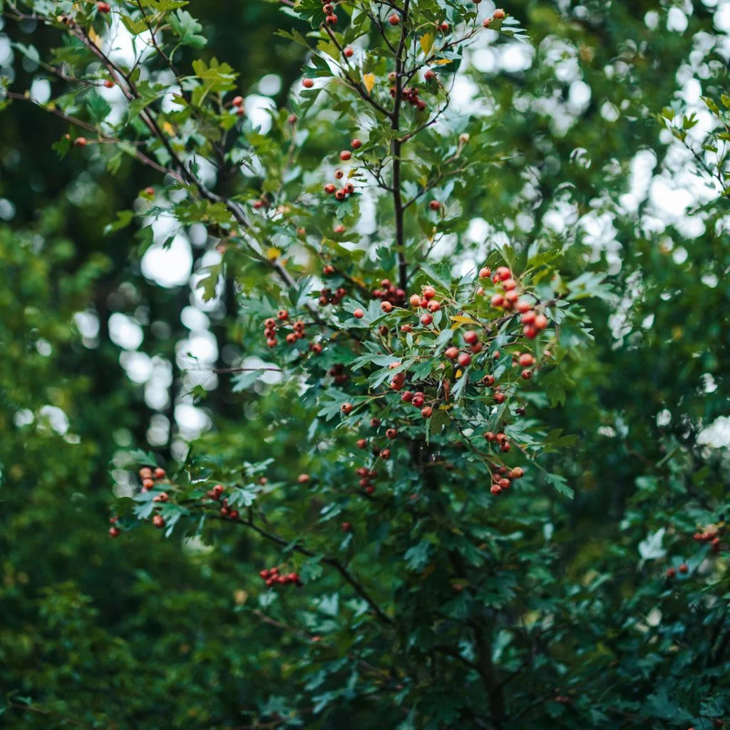 crataegus-monogyna-hedging.jpg