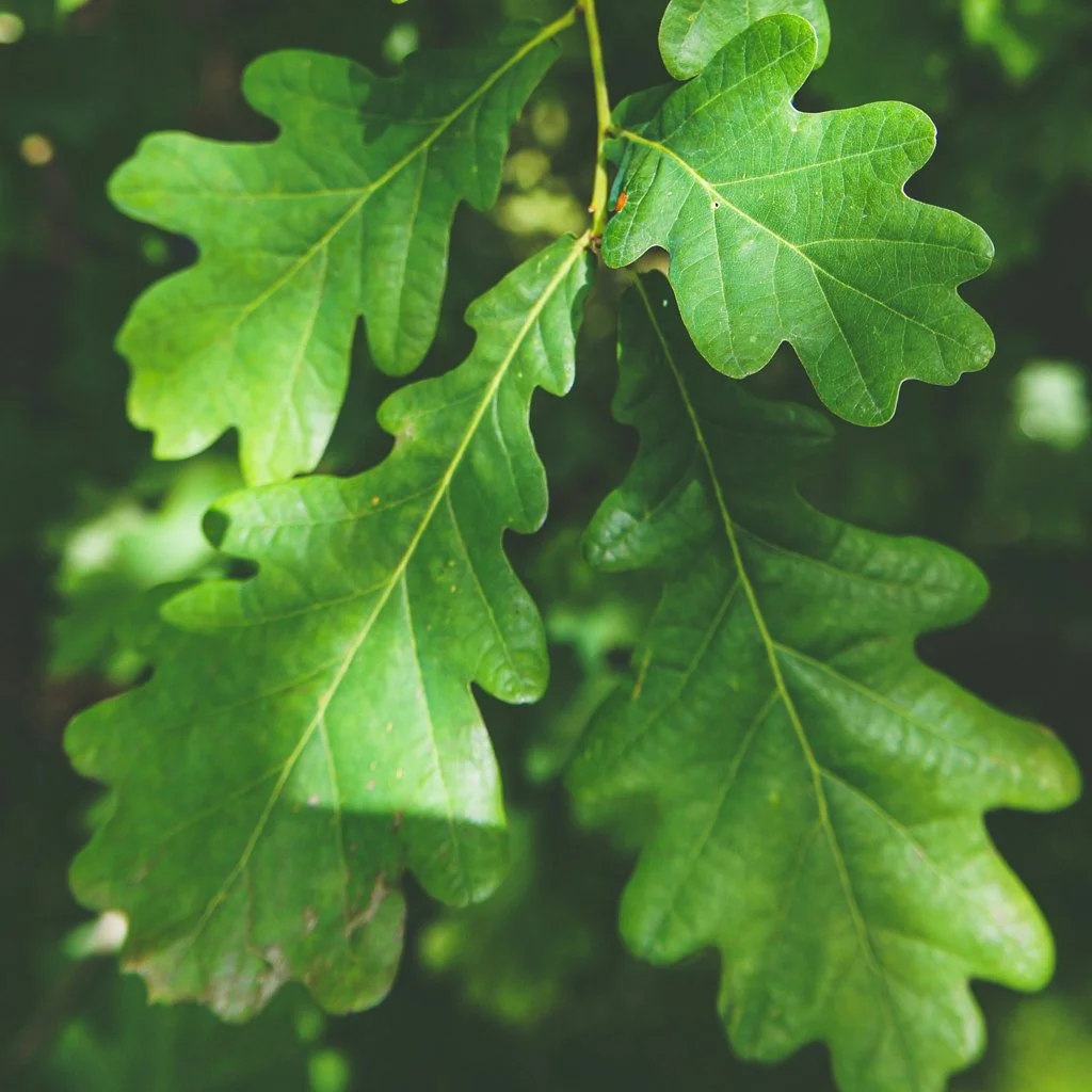 quercus-robur-hedging-leaves.jpg