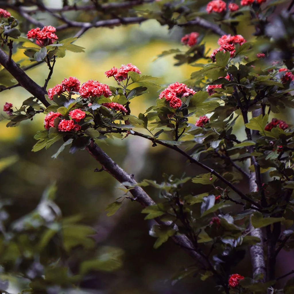 cratagus-pauls-scarlet-branches-and-flowers.jpg
