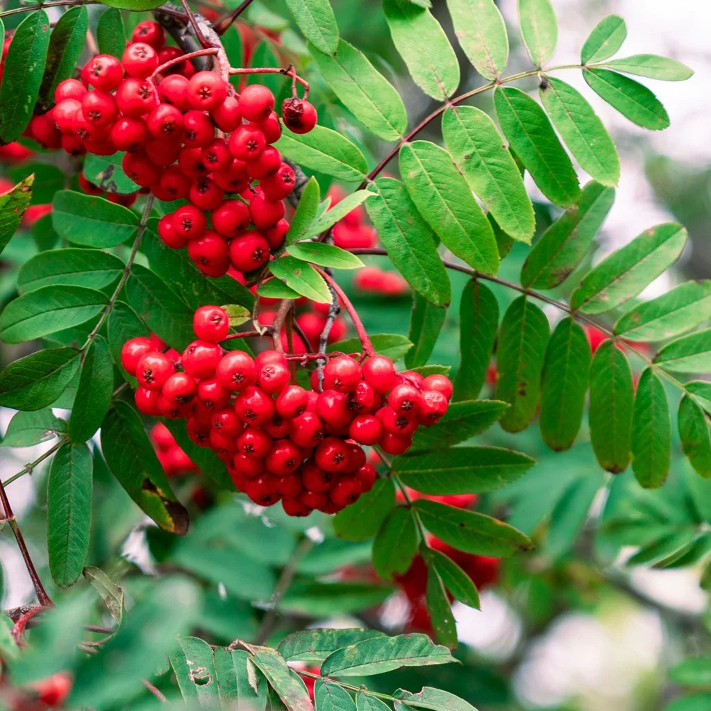 sorbus-aucuparia-hedging-fruit.jpg