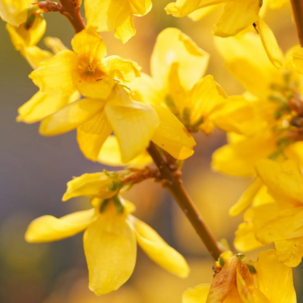 Forsythia-intermedia-Lynwood-Gold-hedging-flower-close-up.jpg