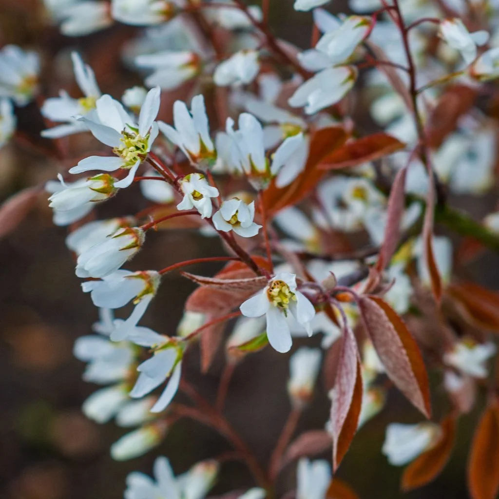 Amalanchier-lamarckii-hedging-flowers.jpg