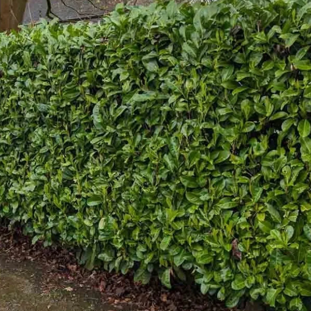 prunus-laurocerasus-rotundifolia-hedge.jpg