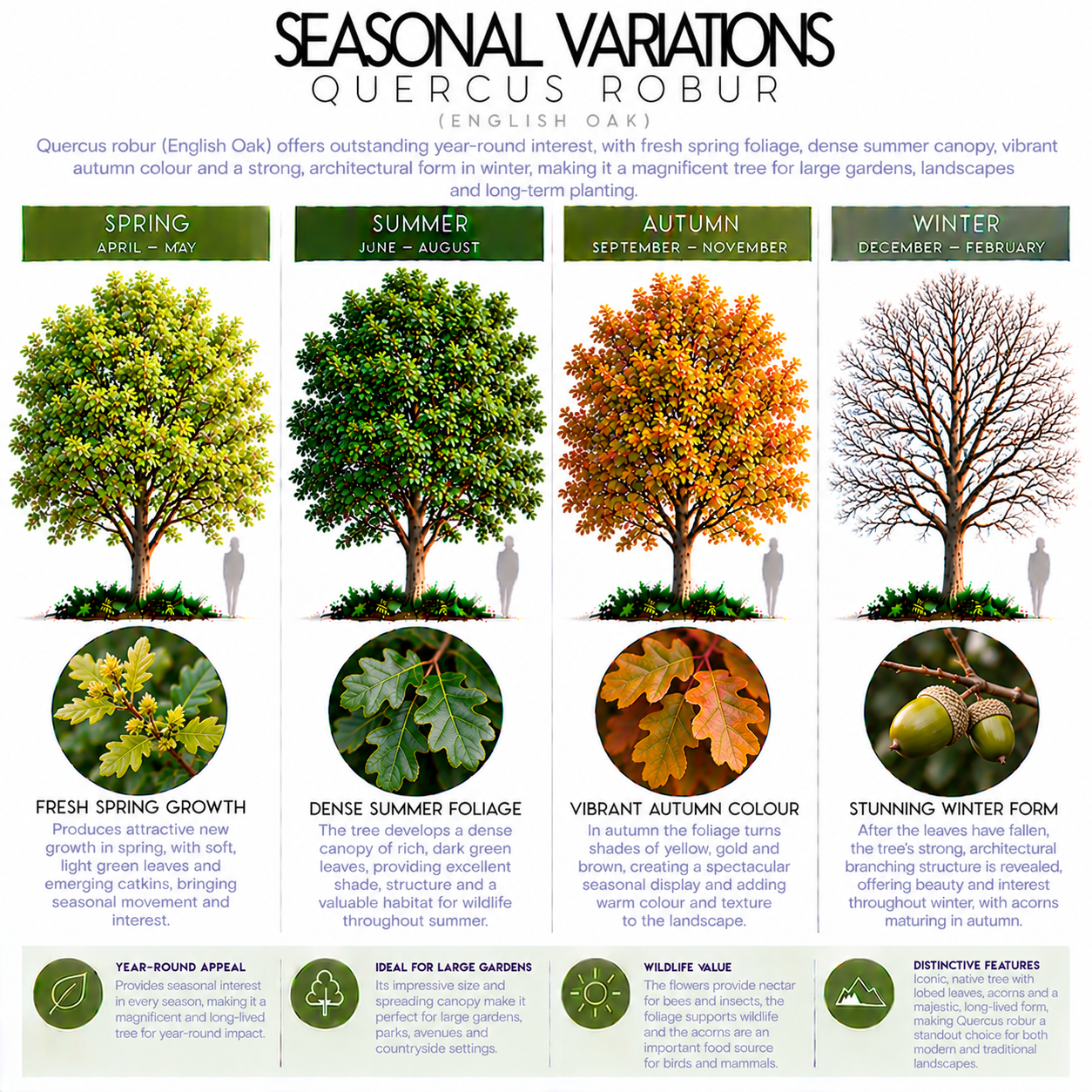 quercus-robor-seasonal-variation.png
