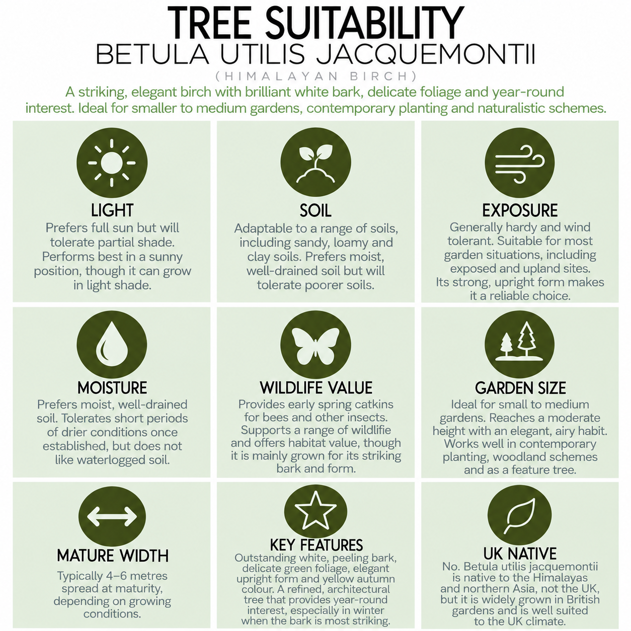 tree-suitability-guide-betula-utilis-jacquemontii.png