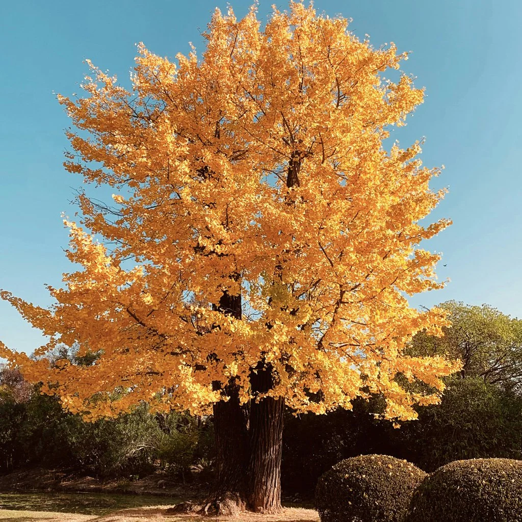 Ginkgo biloba - Maidenhair Tree