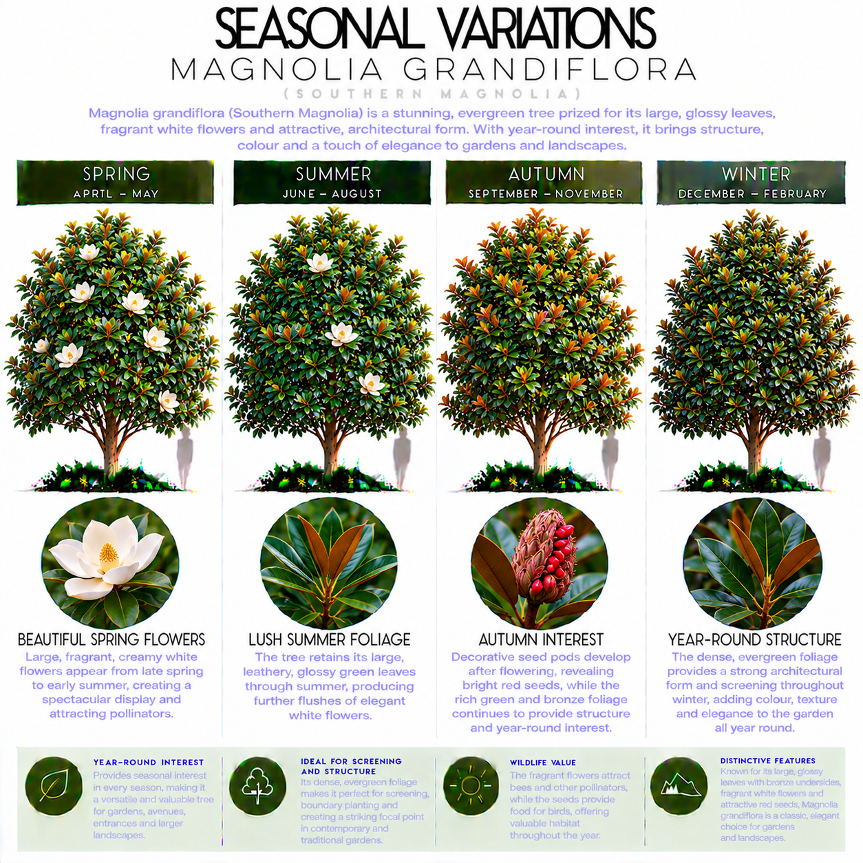 Seasonal Variations of Southern Magnolia.png