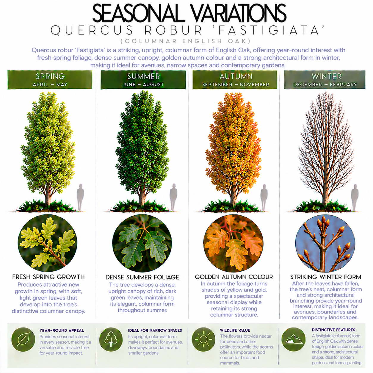 quercus-robor-fastigiata-seasonal-variations.png