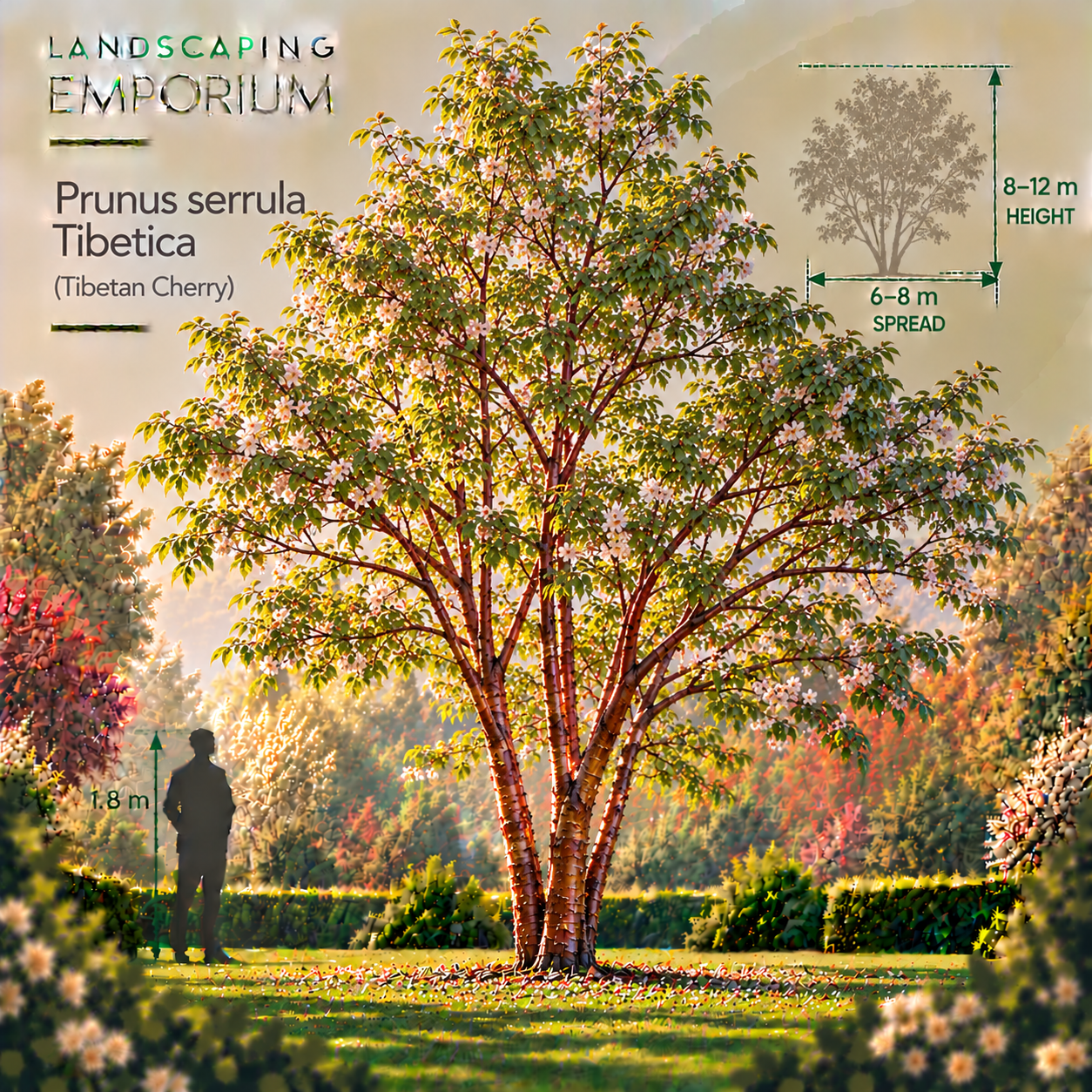 mature-size-diagram-prunus-serrula.png