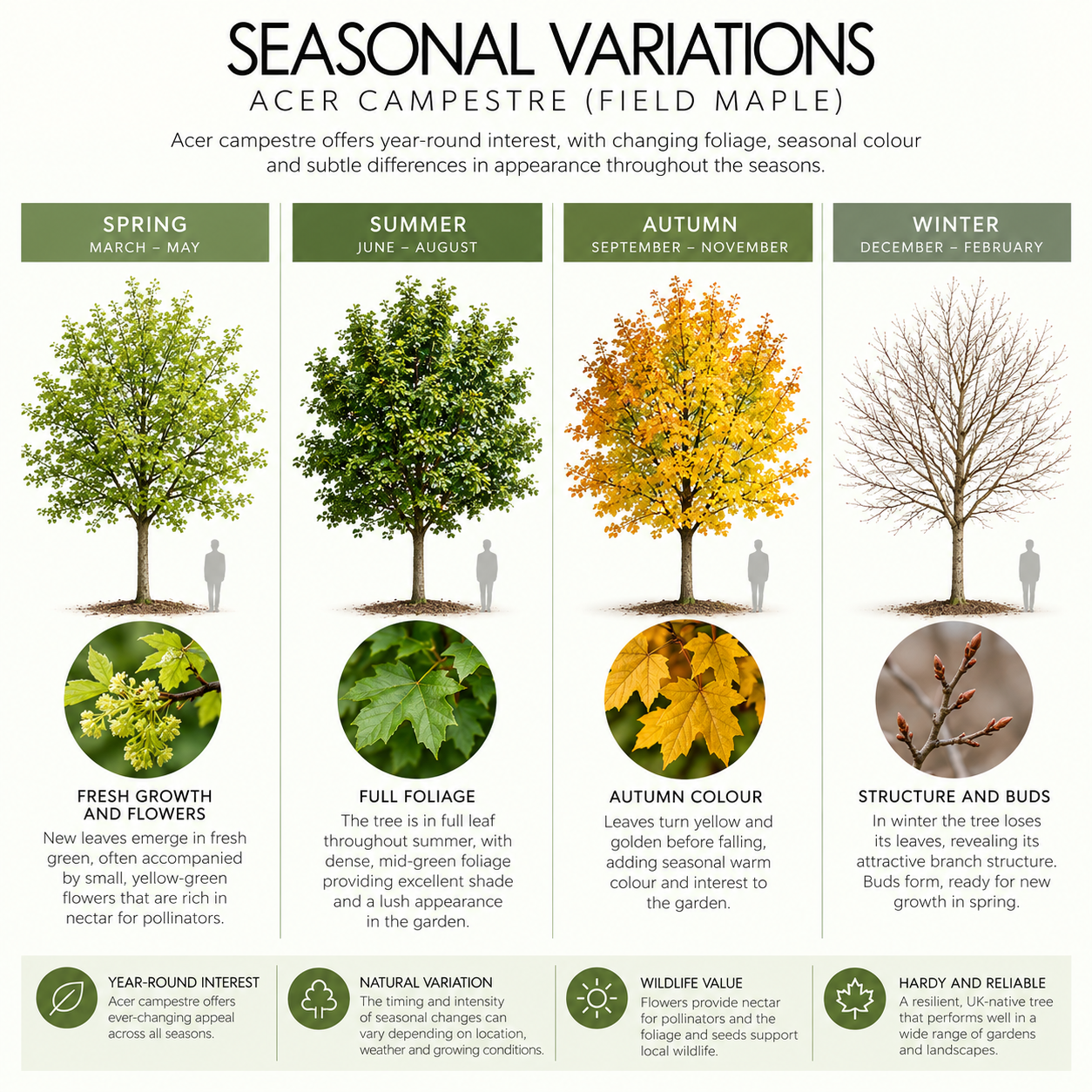 acer-campestre-seasonal-variation.png