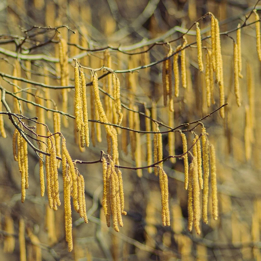 Corylus colurna – Turkish Hazel Tree