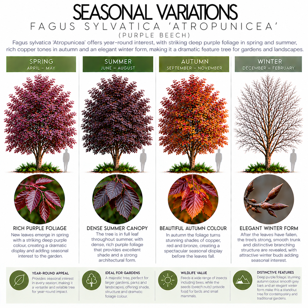 fagus-sylvatica-atropunicea-seasonal-variation.png