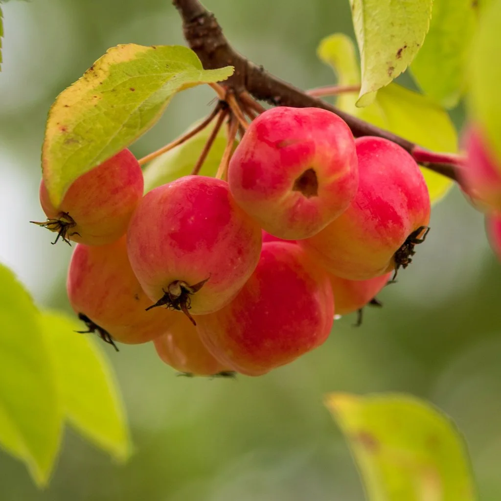 Malus 'Evereste' - Crab Apple Tree