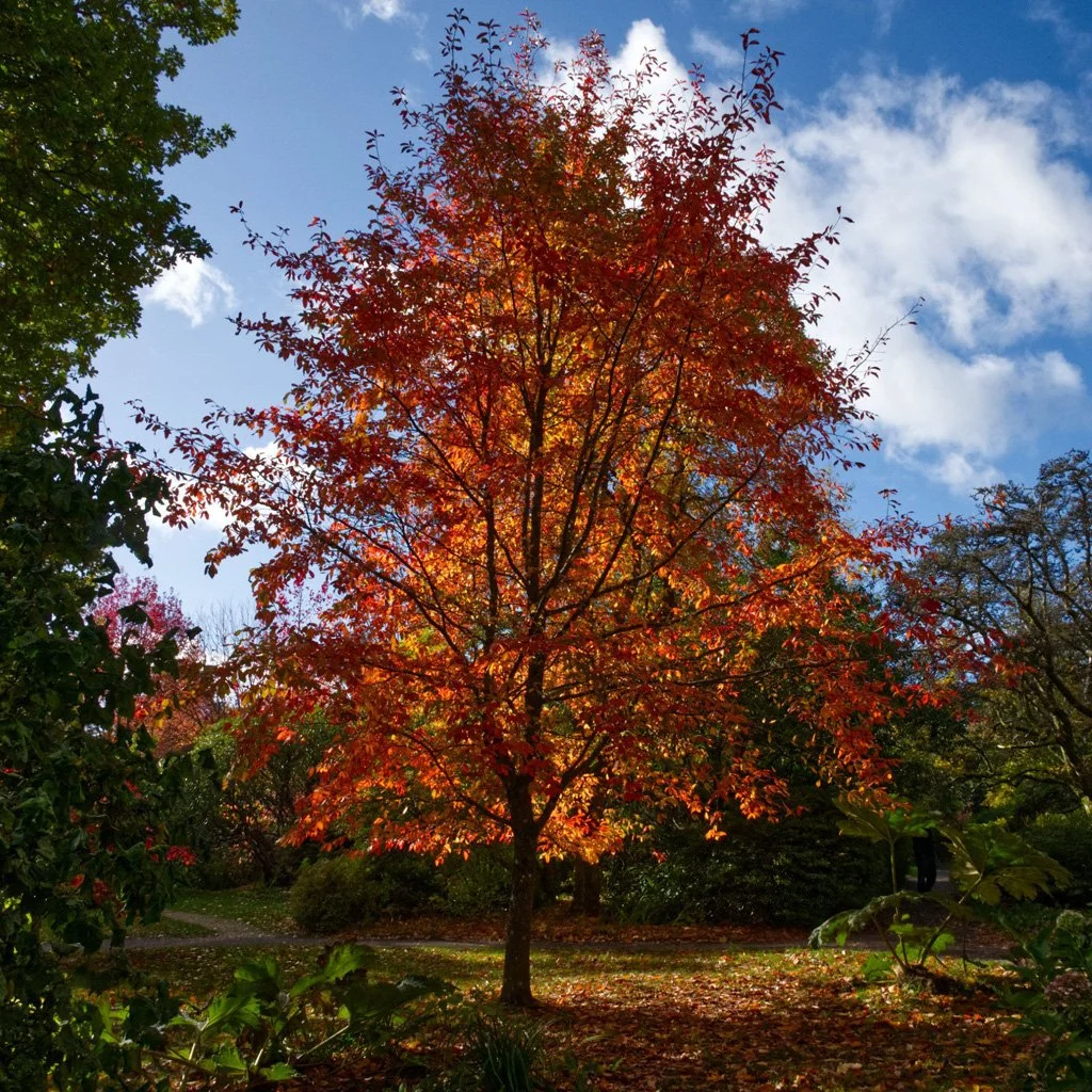 liquidambar-styraciflua-worplesdon-tree-in-autumn.jpg