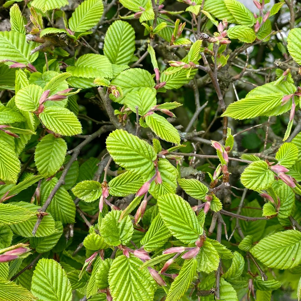 corylus-avellana-hedging-spring.jpg