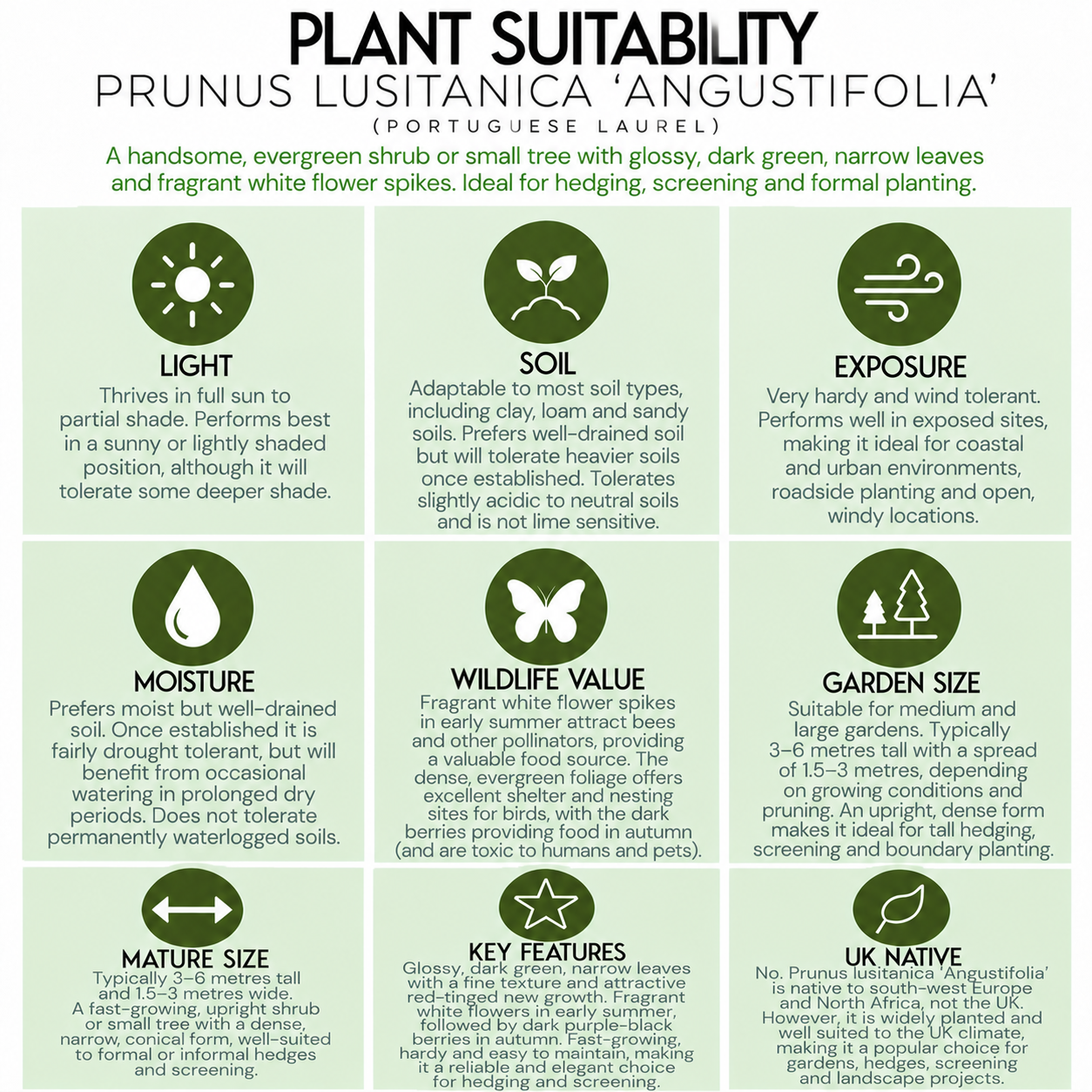 tree-suitability-guide-prunus-lusitanica-angustifolia .png