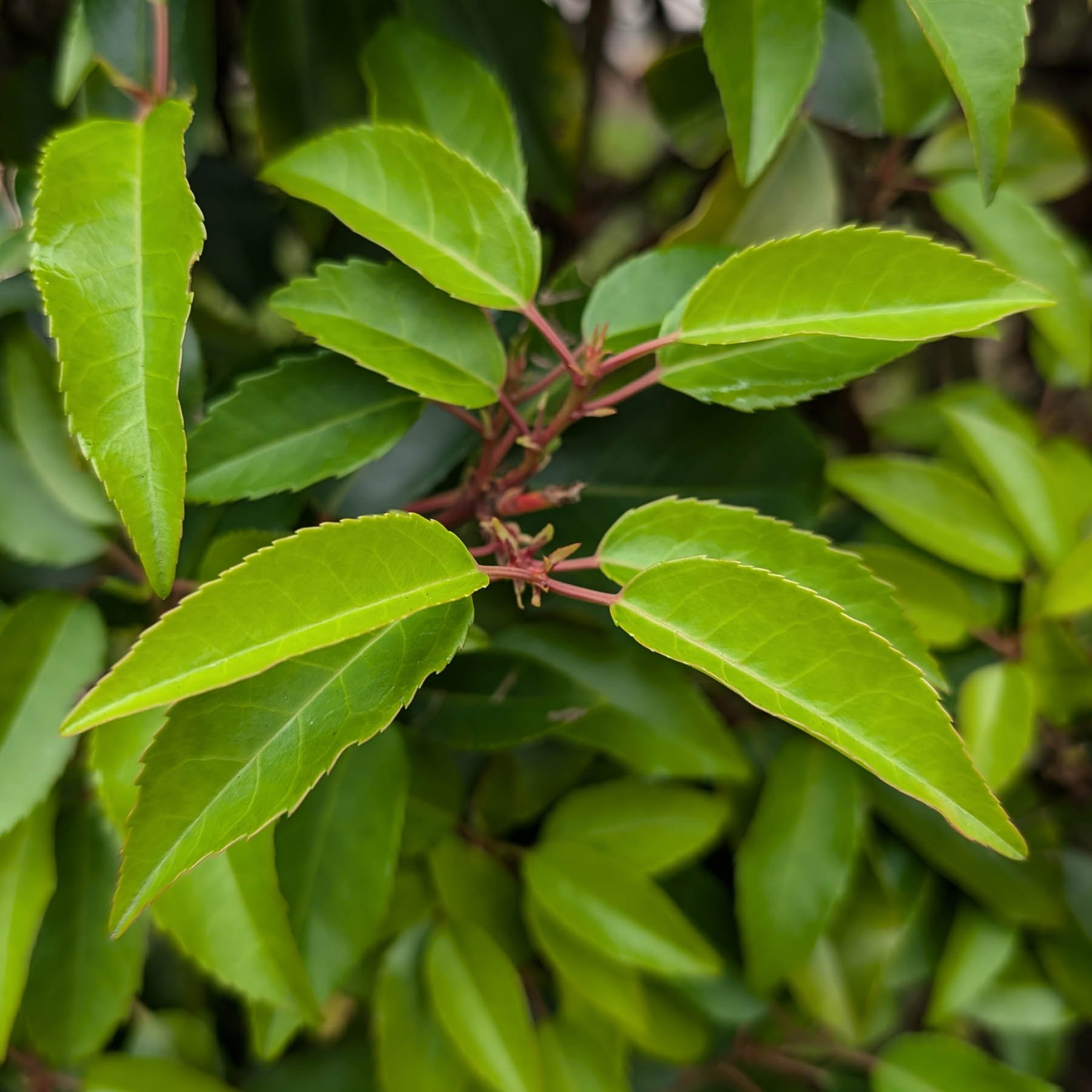 Prunus-lusitanica-hedge-003.JPG