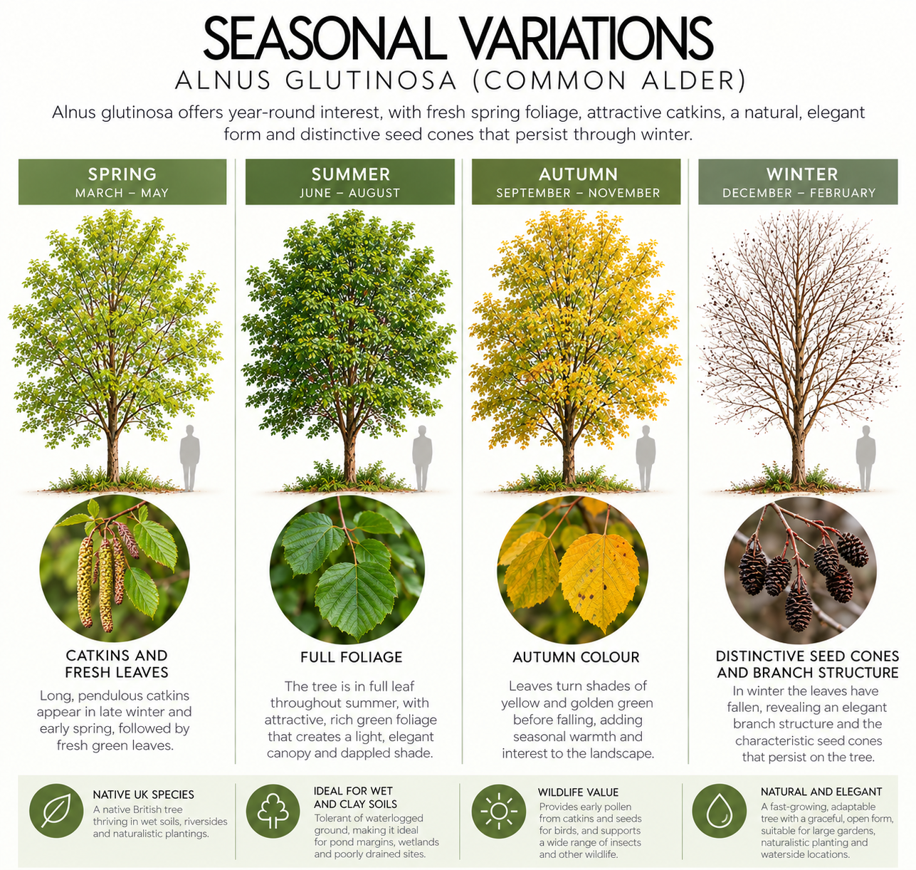 alnus-glutinosa-seasonal-variation.png