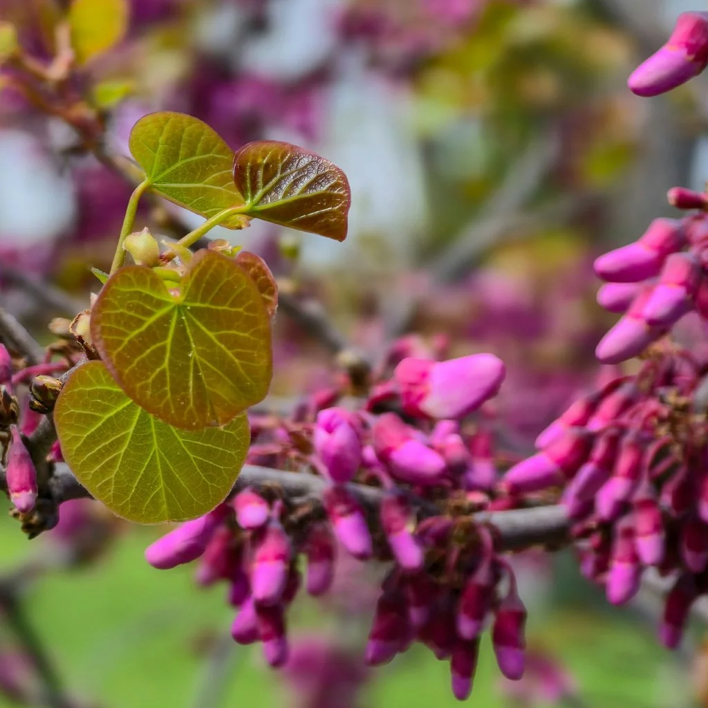 cercis-candenisis-flowers-and-spring-foliage.jpg