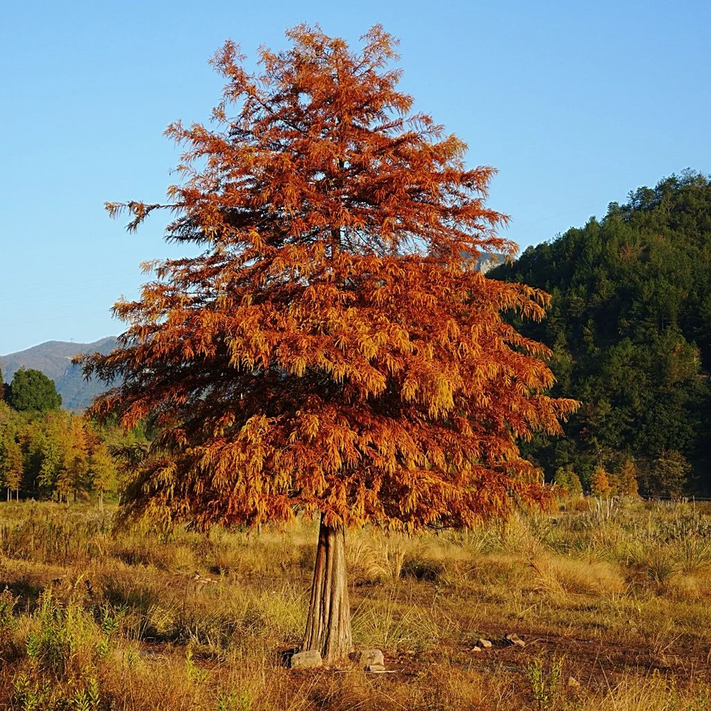taxodium-distichum-tree.jpg