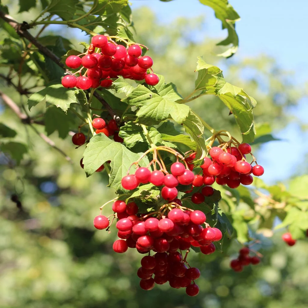 viburnum-opulus-hedge-fruit.jpg