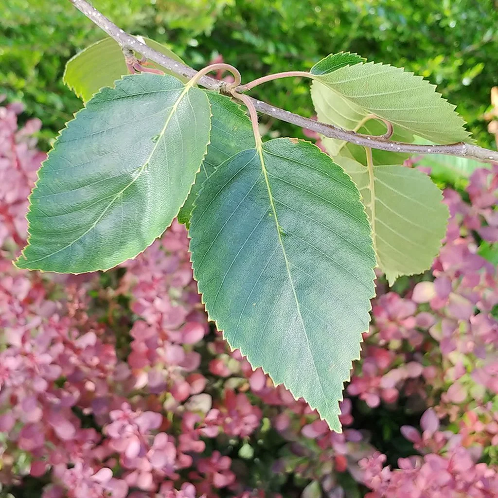 betual-jacqumontii-summer-leaves.jpg