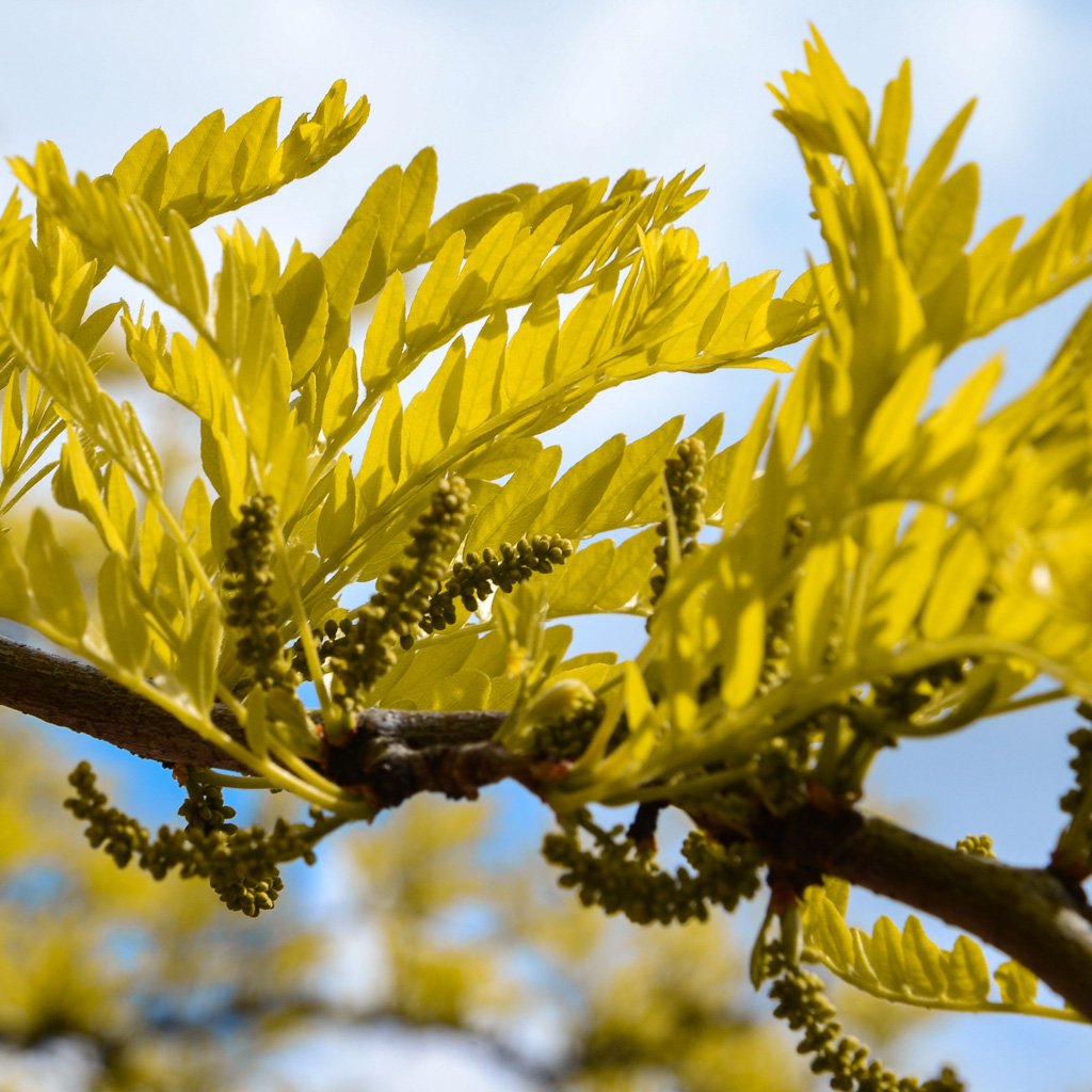 gleditsia-triacanthos-skyline-branch-with-leaves.jpg