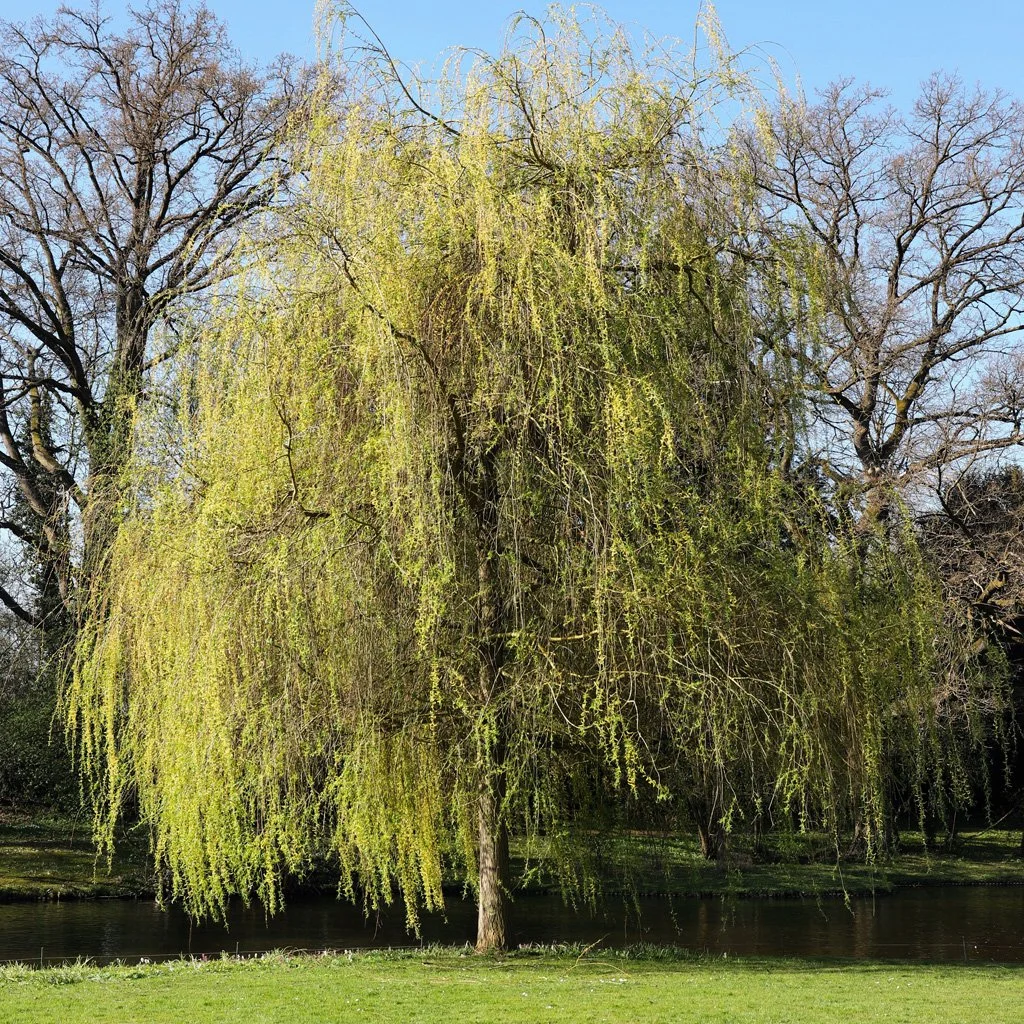 Salix sepulcralis 'Chrysocoma'