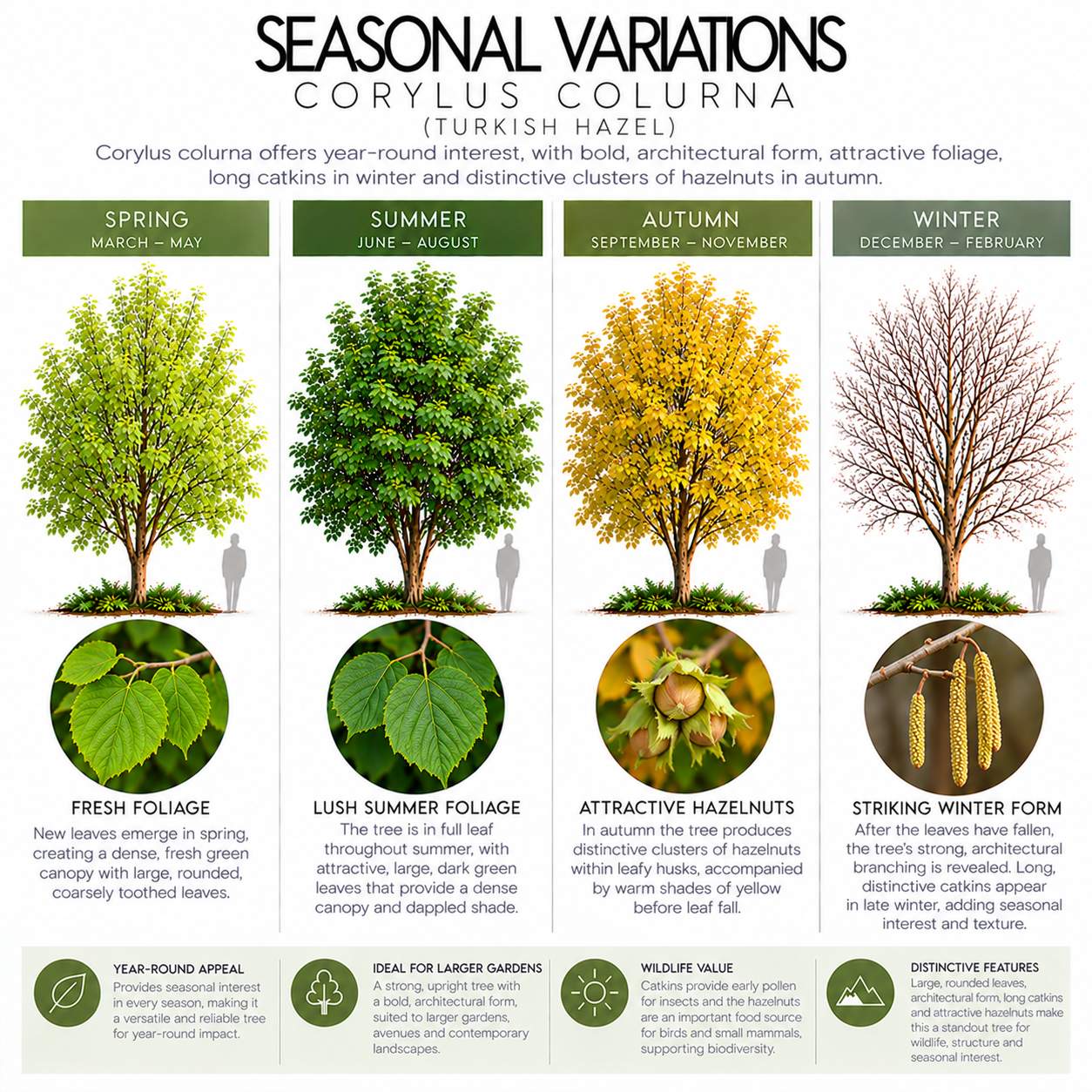 corylus-colurna-seasonal-variation.png
