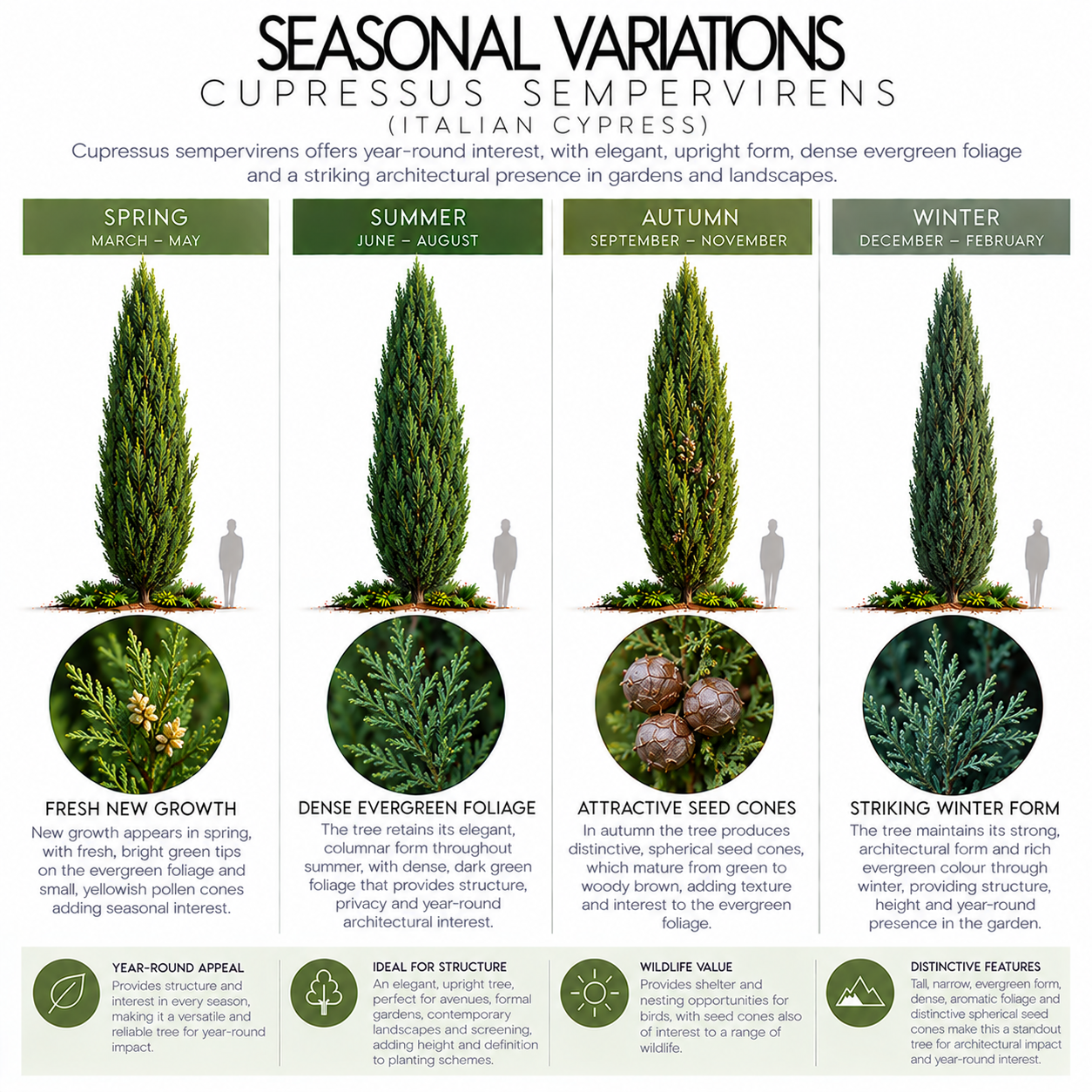 cupressus-sempervirens-seasonal-variation.png