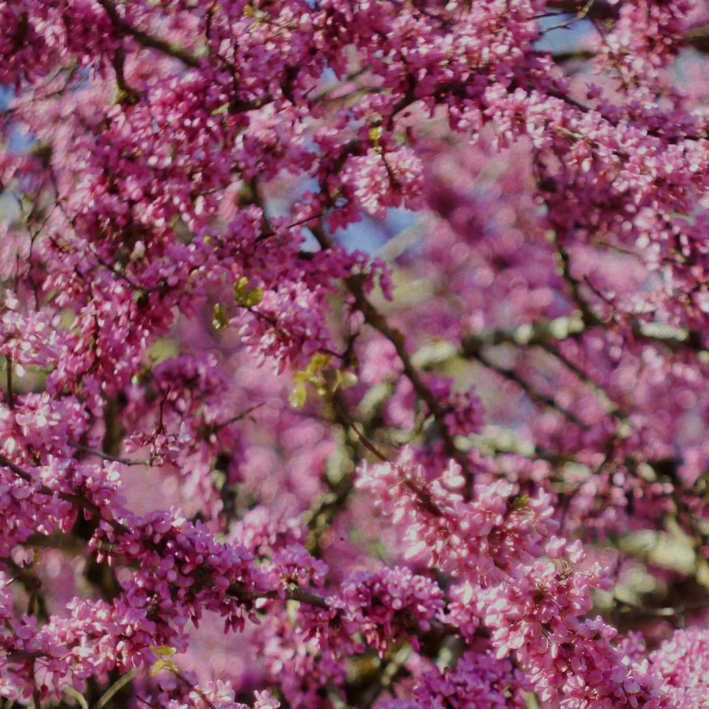 cercis-candenisis-branches-with-spring-flowers.jpg