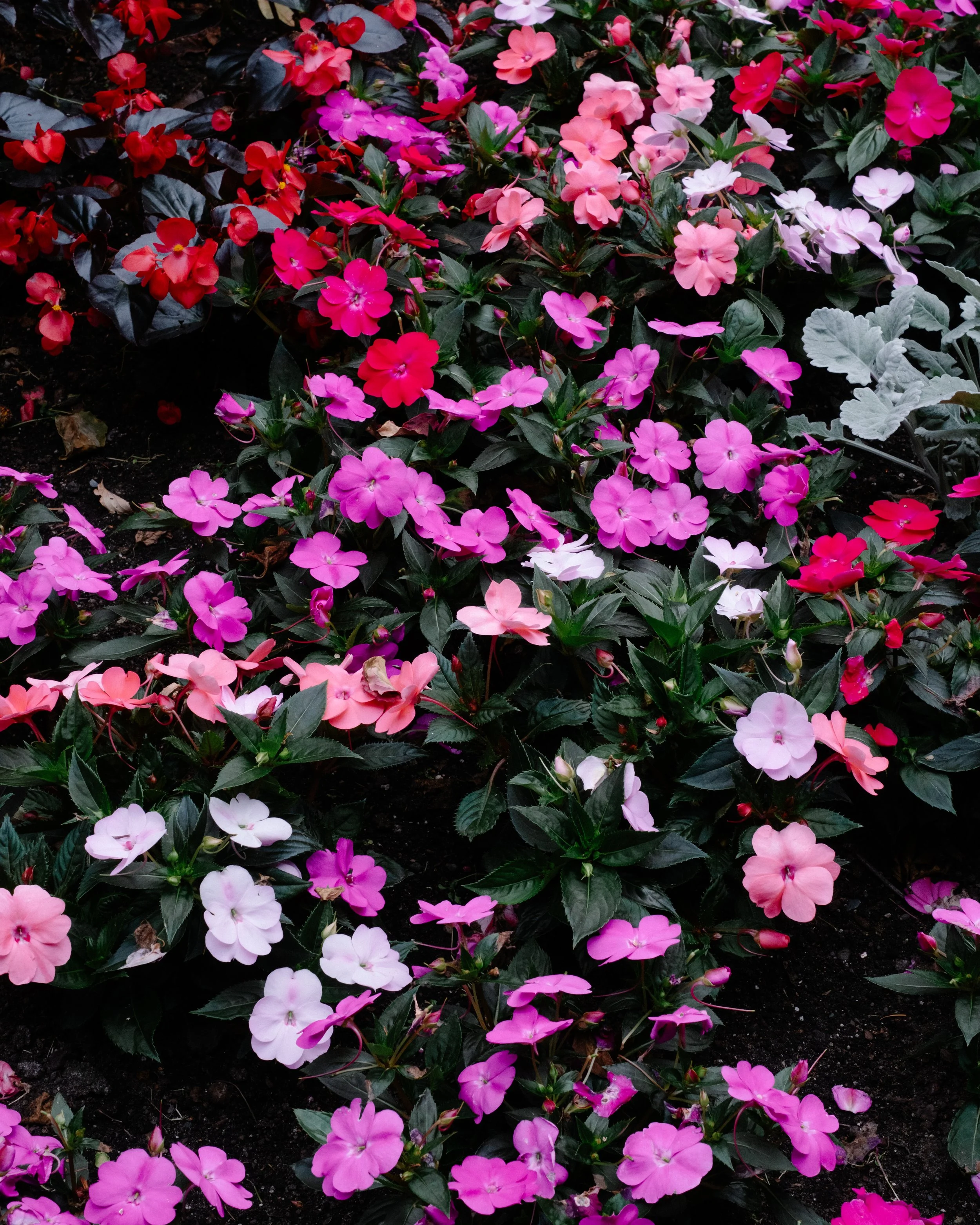 DSCF0970.jpg