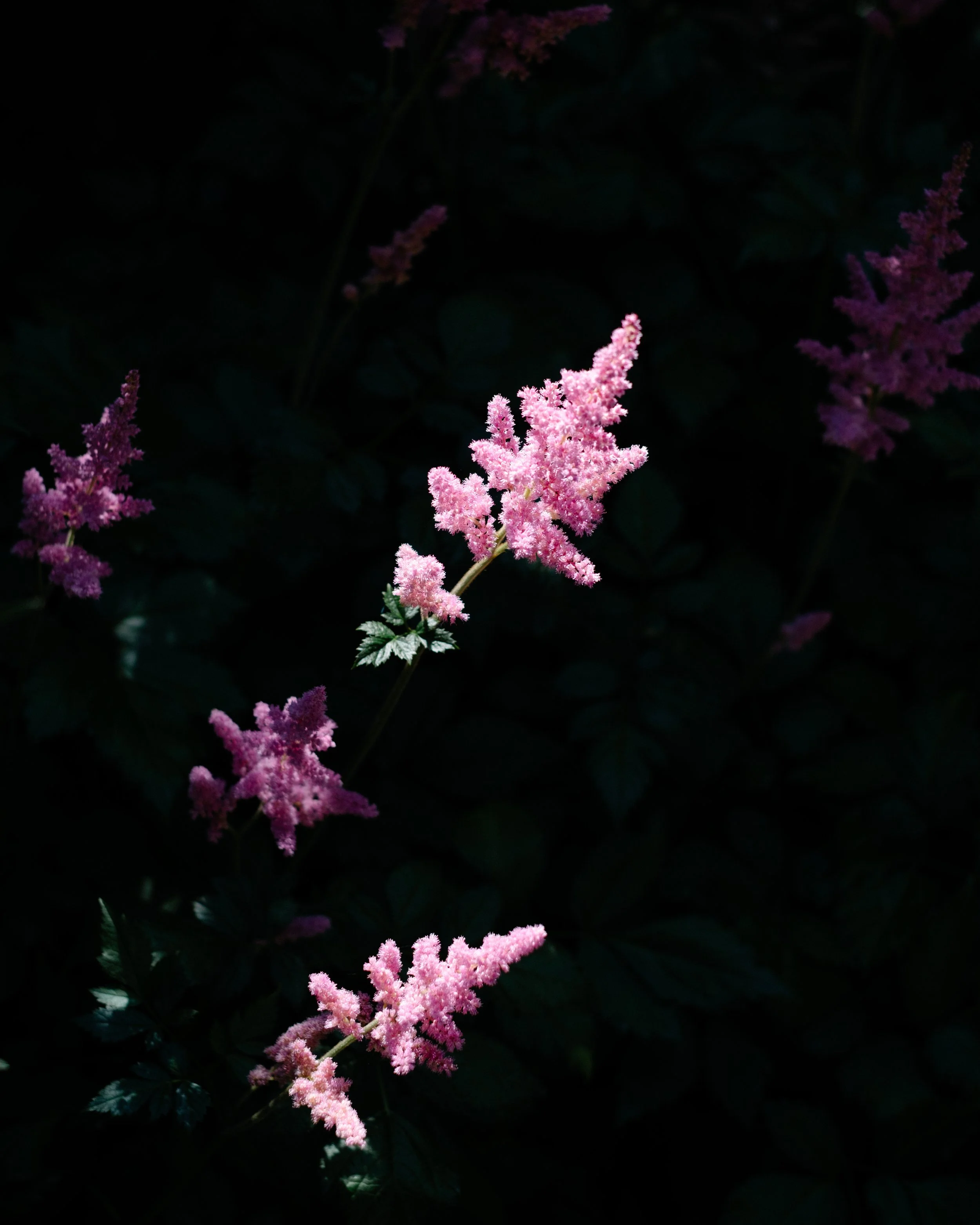 DSCF0959.jpg