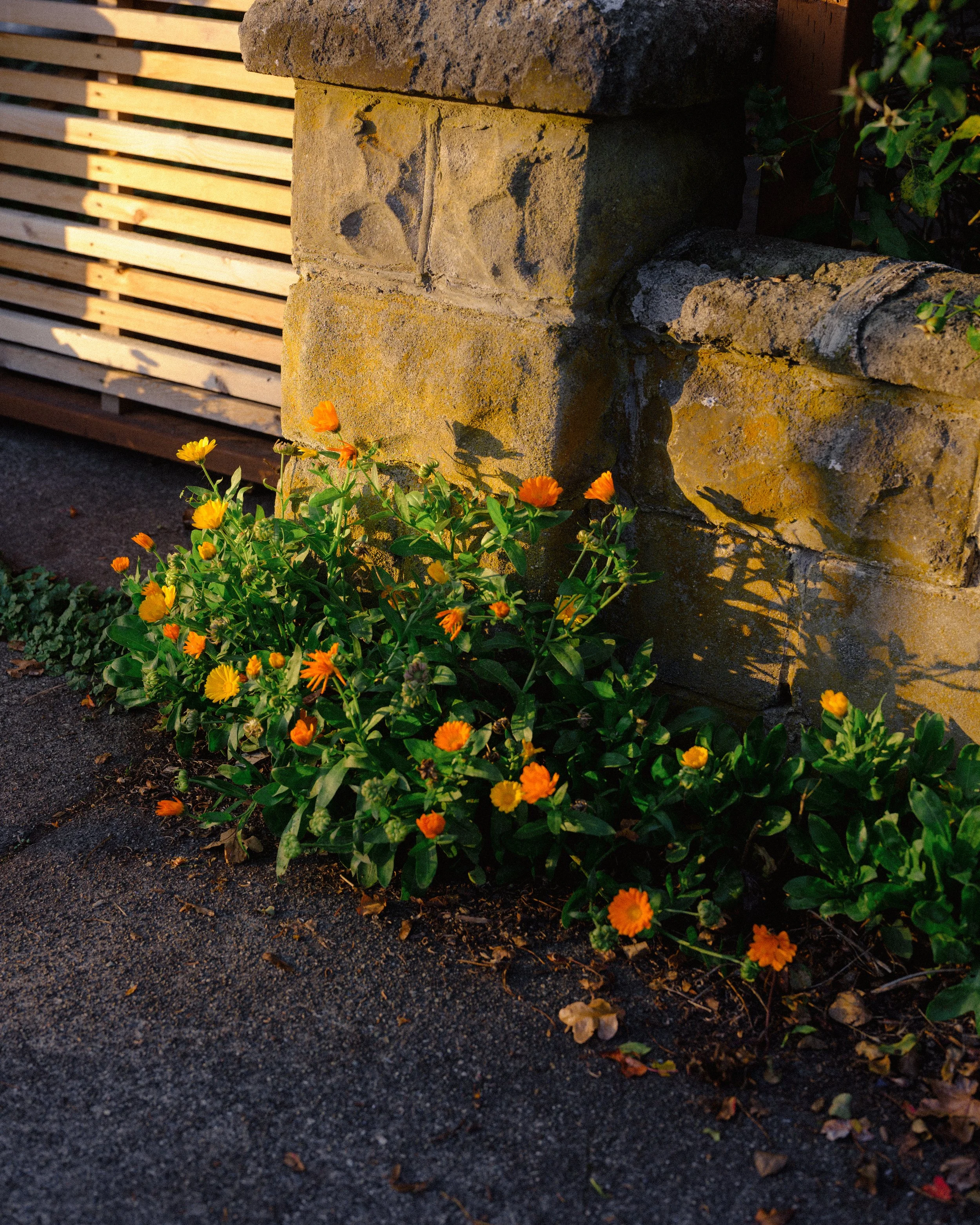 DSCF9768.jpg