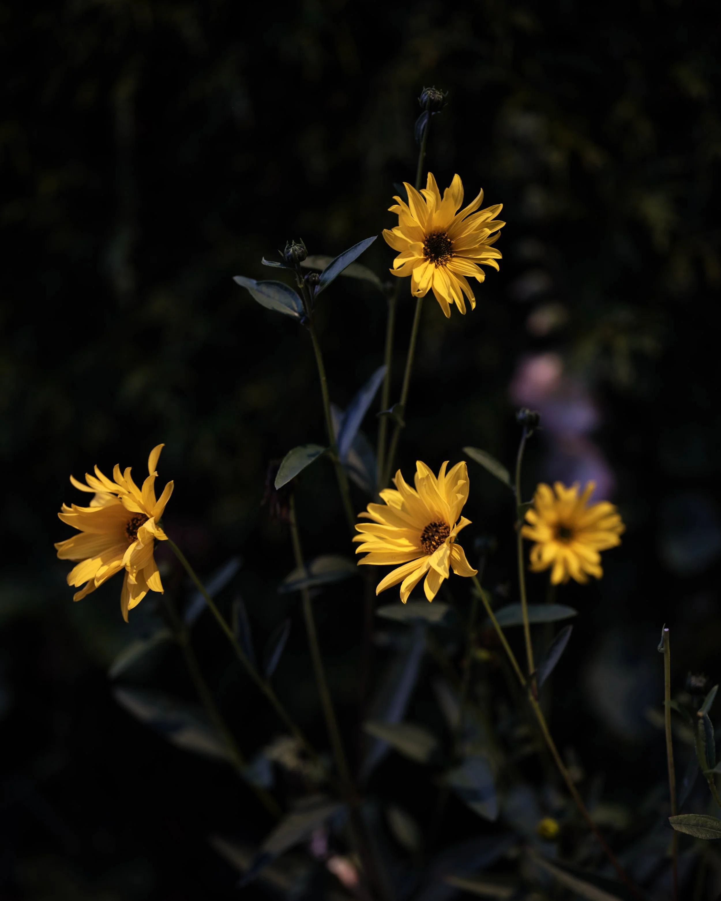 DSCF9380-1.jpg
