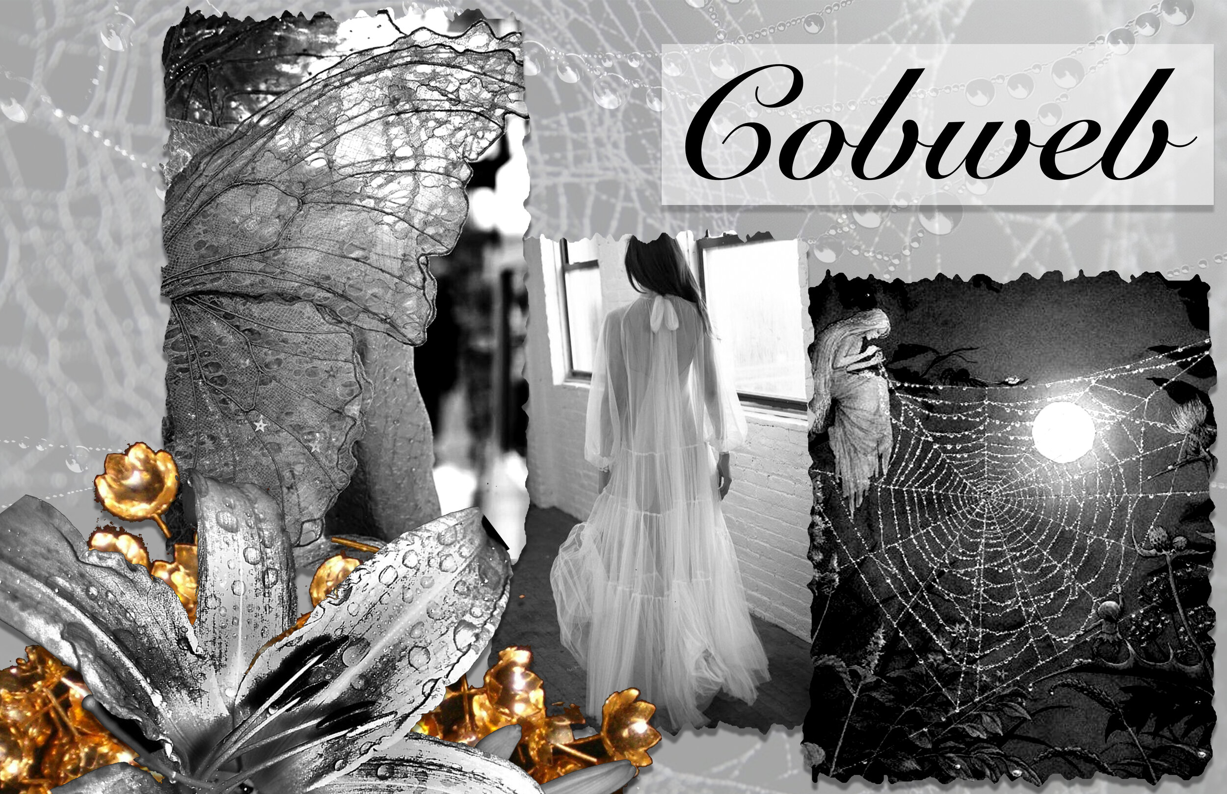 Cobweb.jpg