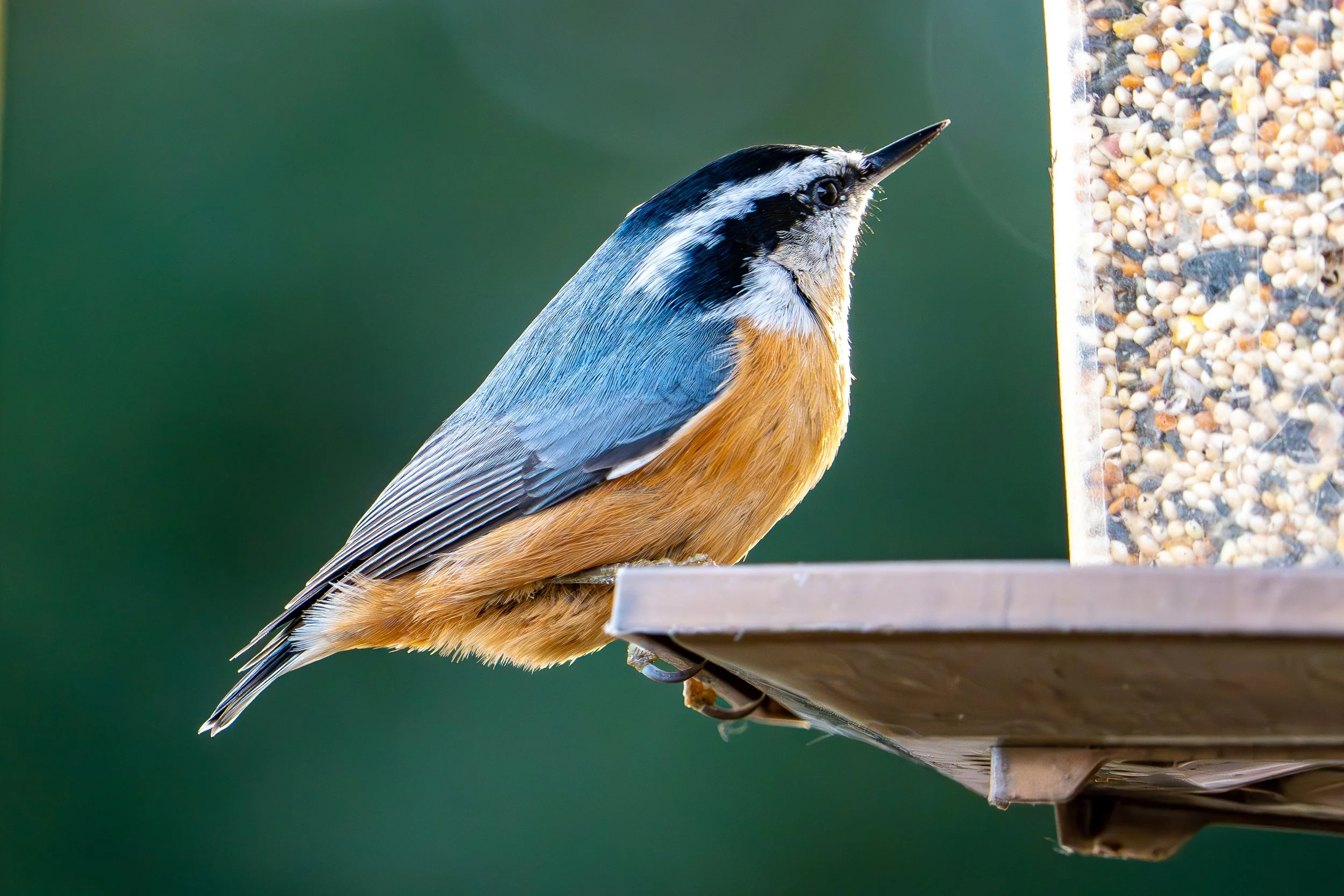 Red Breasted Nuthatch Lightroom Denoise-1.JPG