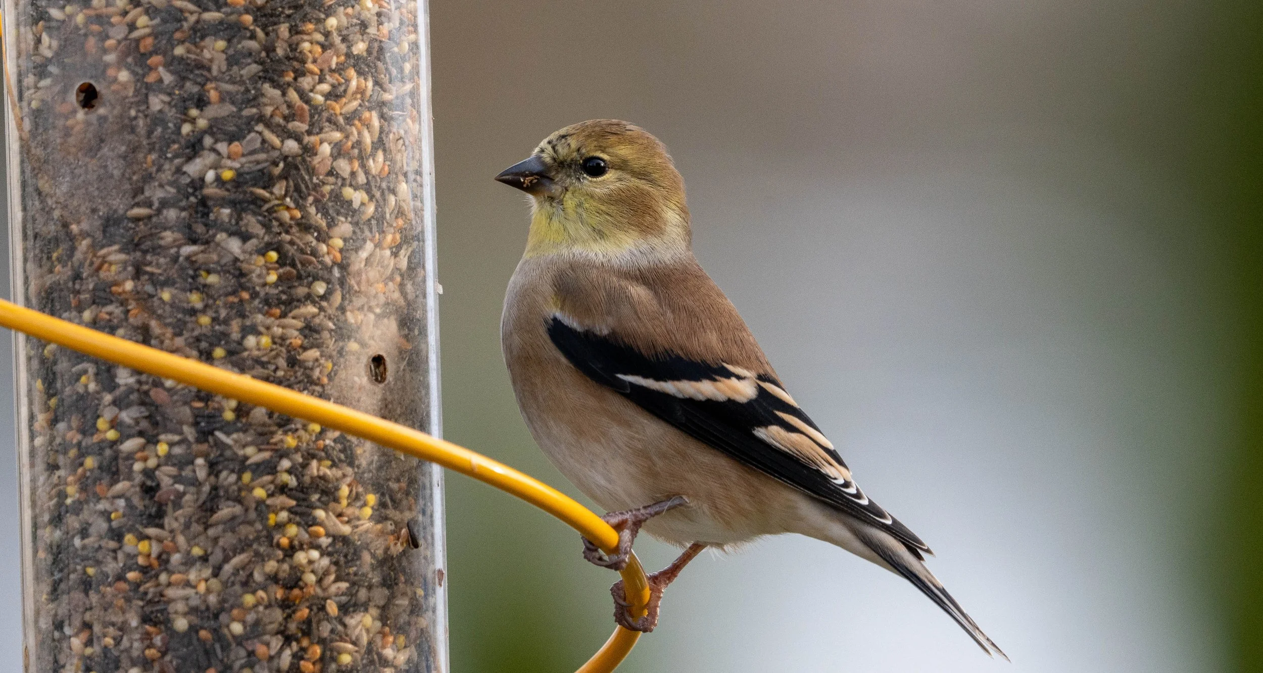 Goldfinch November.jpg