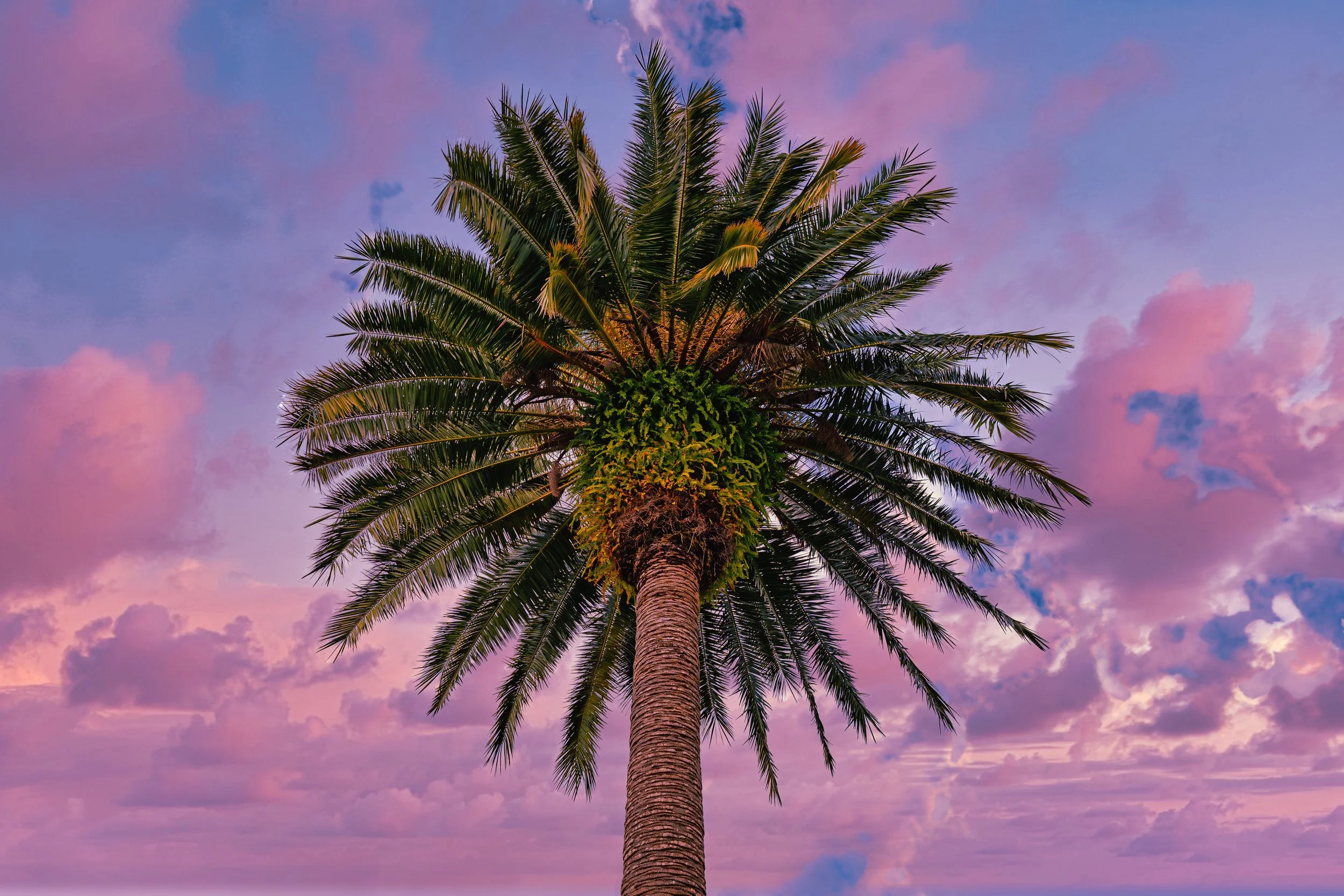 palm tree  AI.jpg