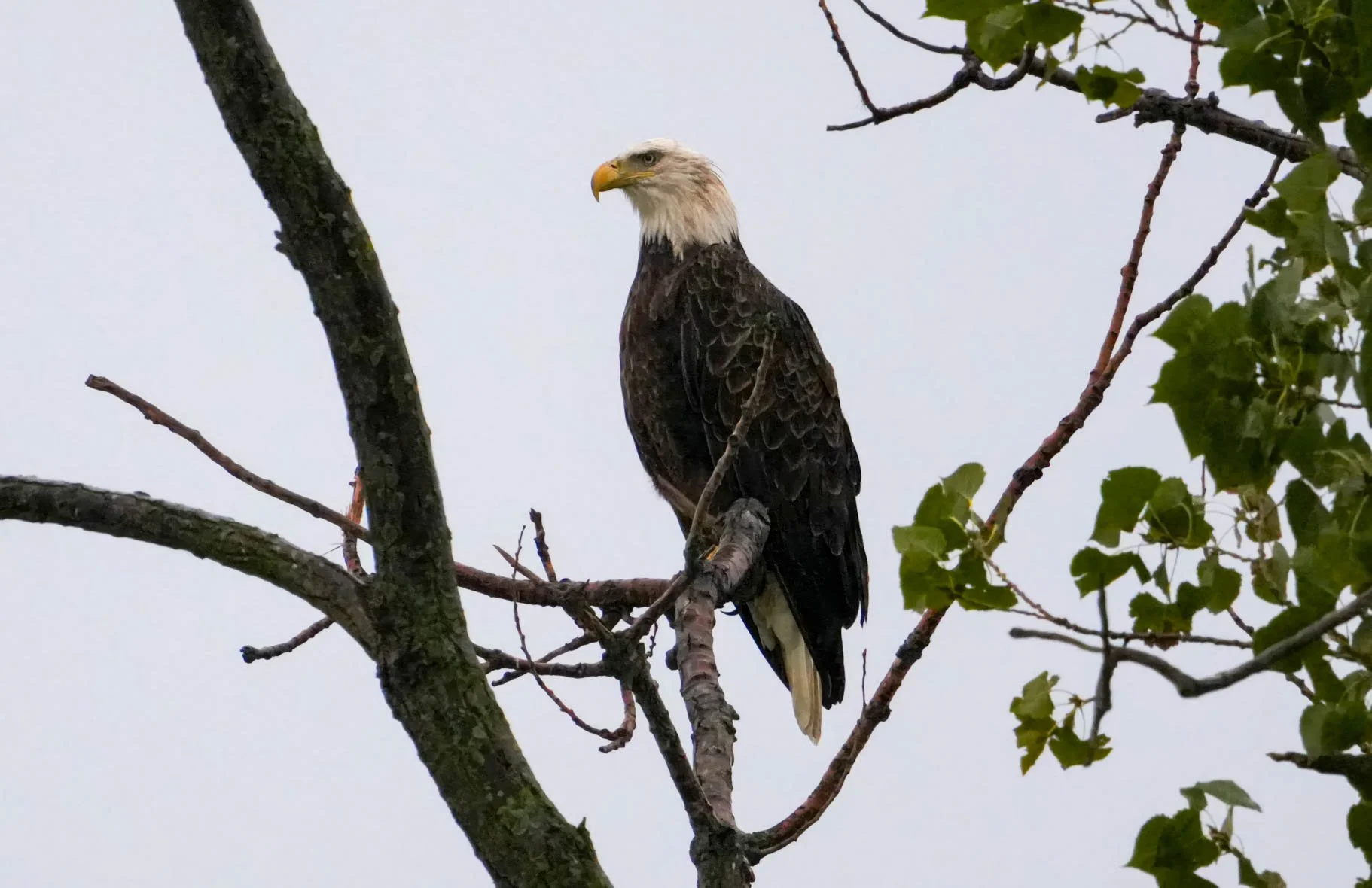 Eagle in the rain (1 of 1).jpg