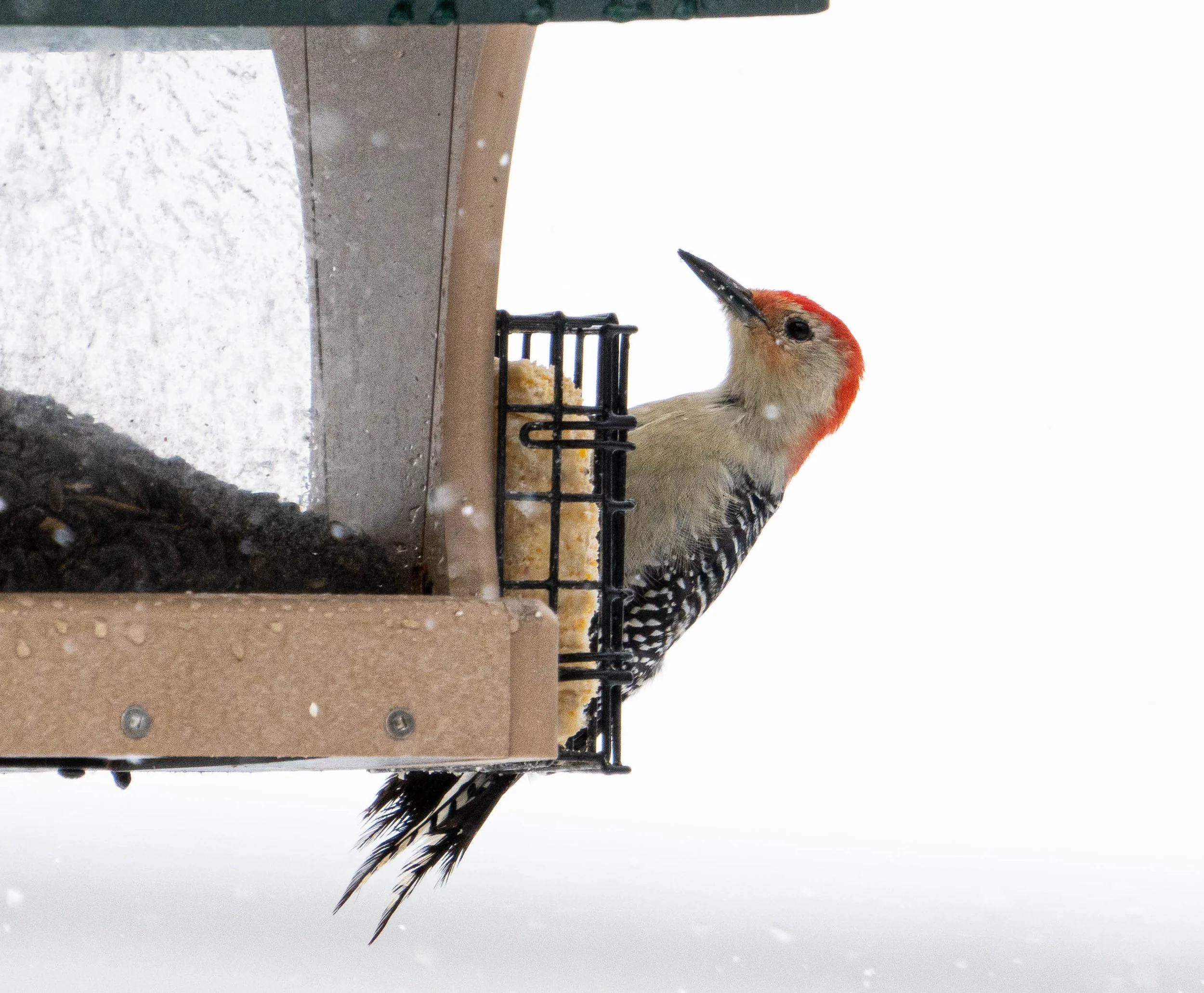 Red Bellied Woodpecker after the first snowfall in November 2022.jpg