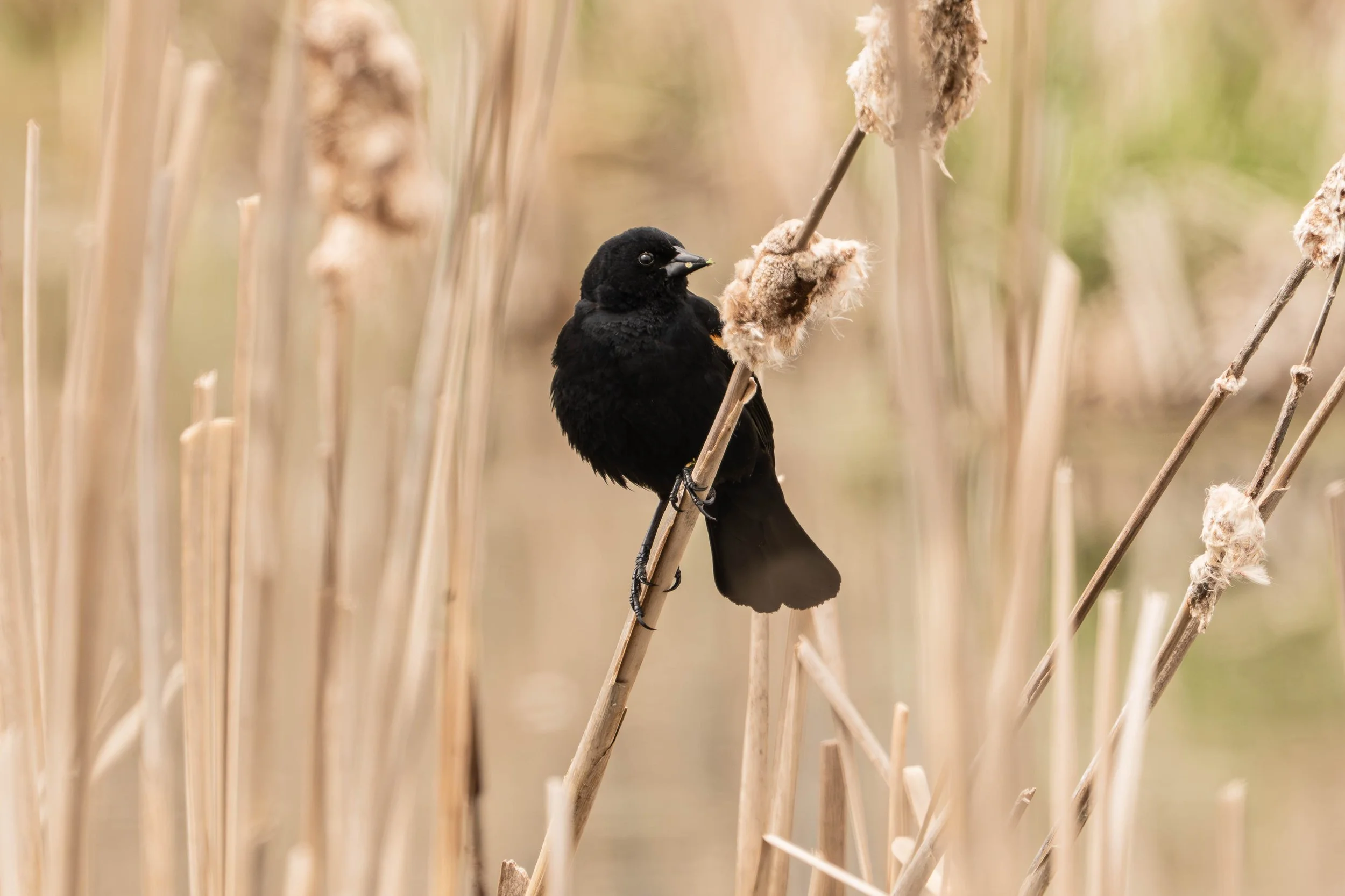 Red Wing Blackbird-1.JPG
