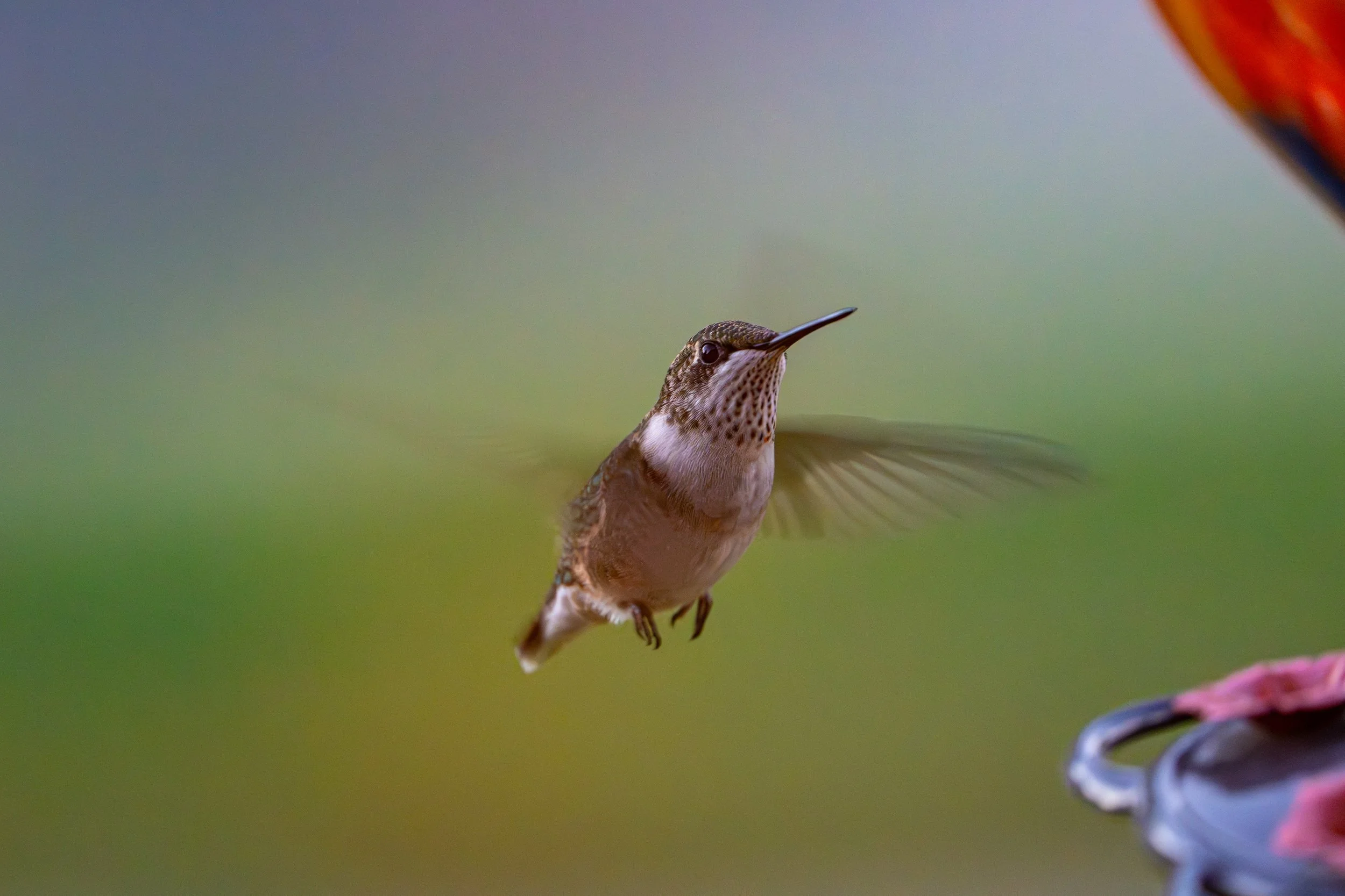Hummingbird-1.jpg