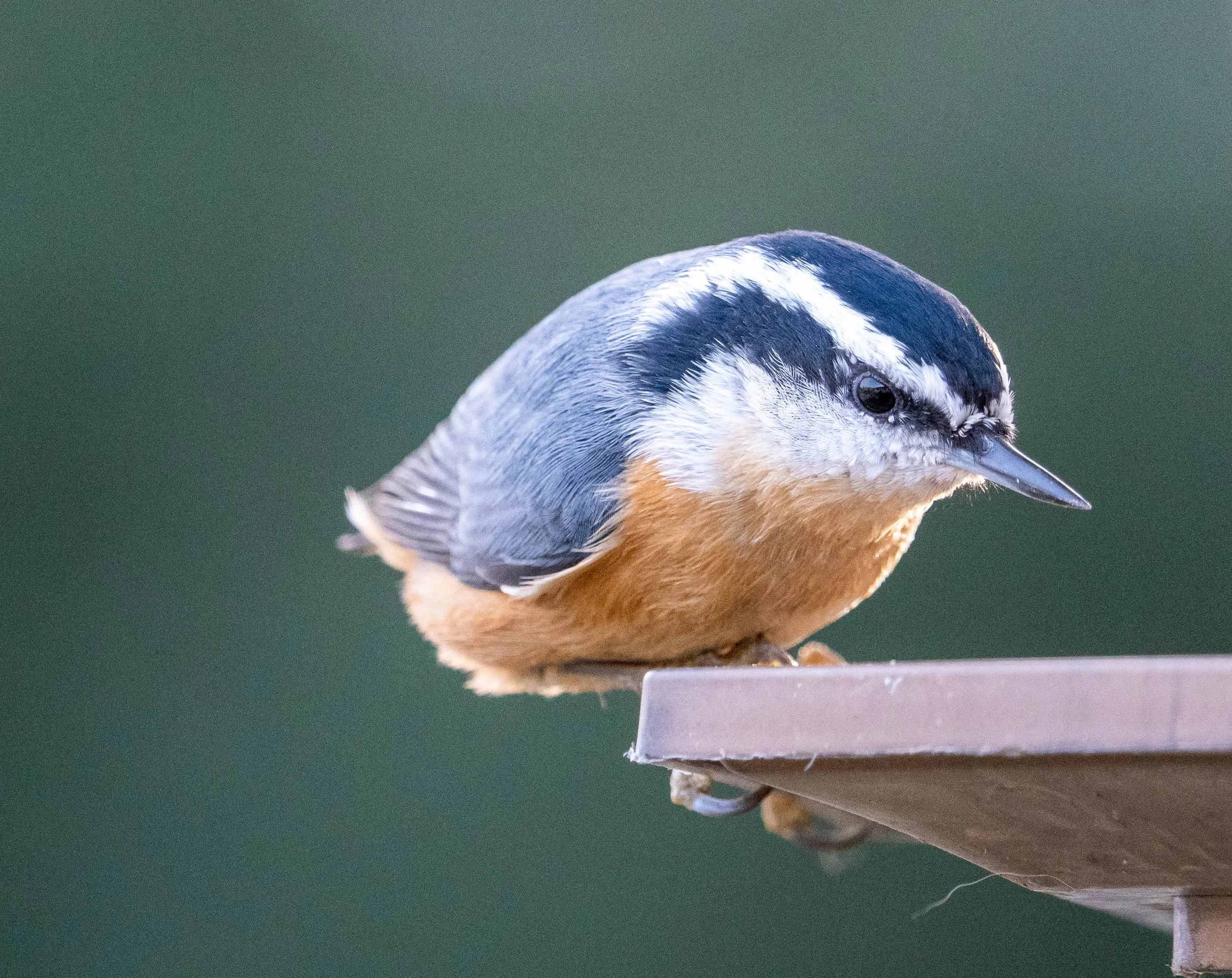 Red Breasted Nuthatch November 2022.jpg