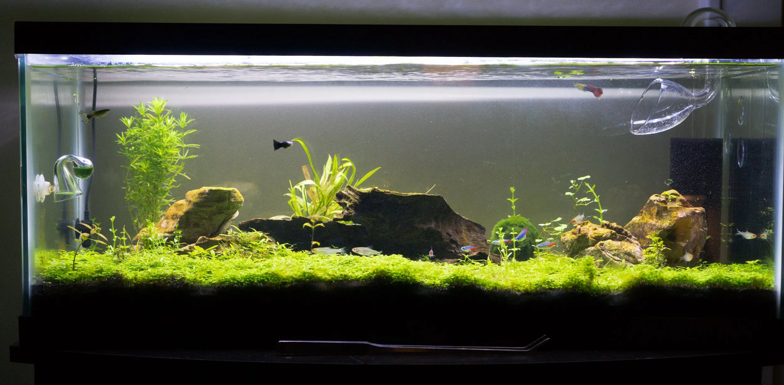 2016 DecemberTank1.jpg