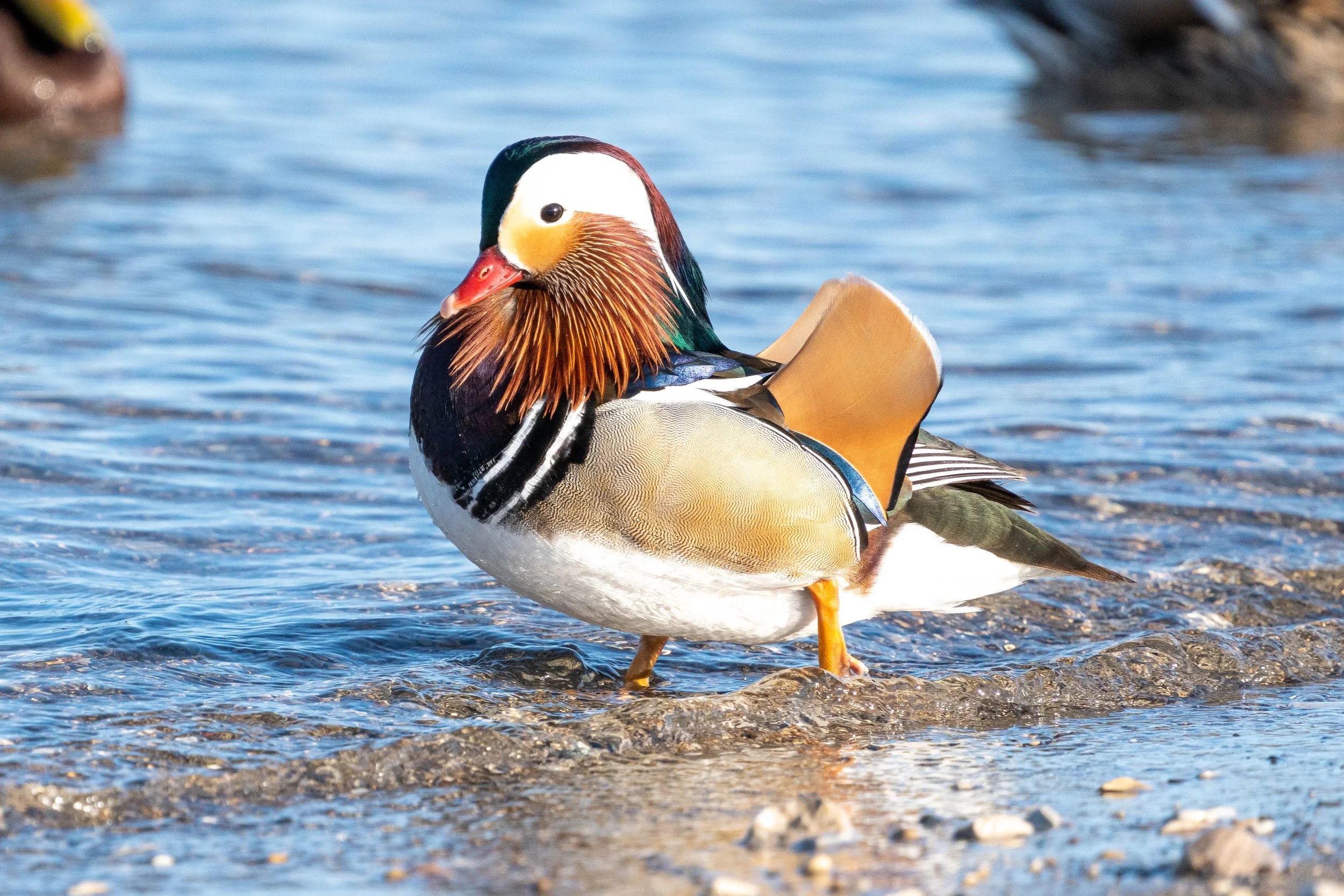 Duck4.jpg