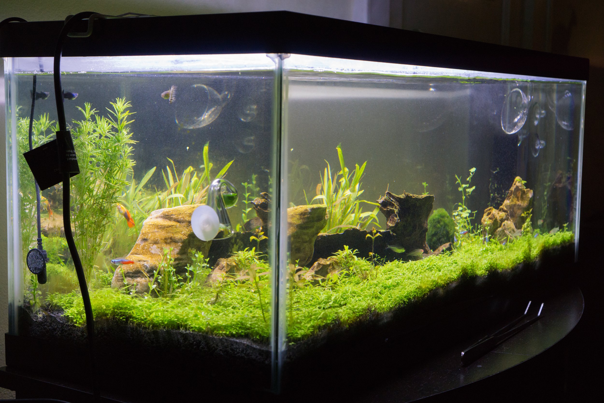 2016 DecemberTank2.jpg