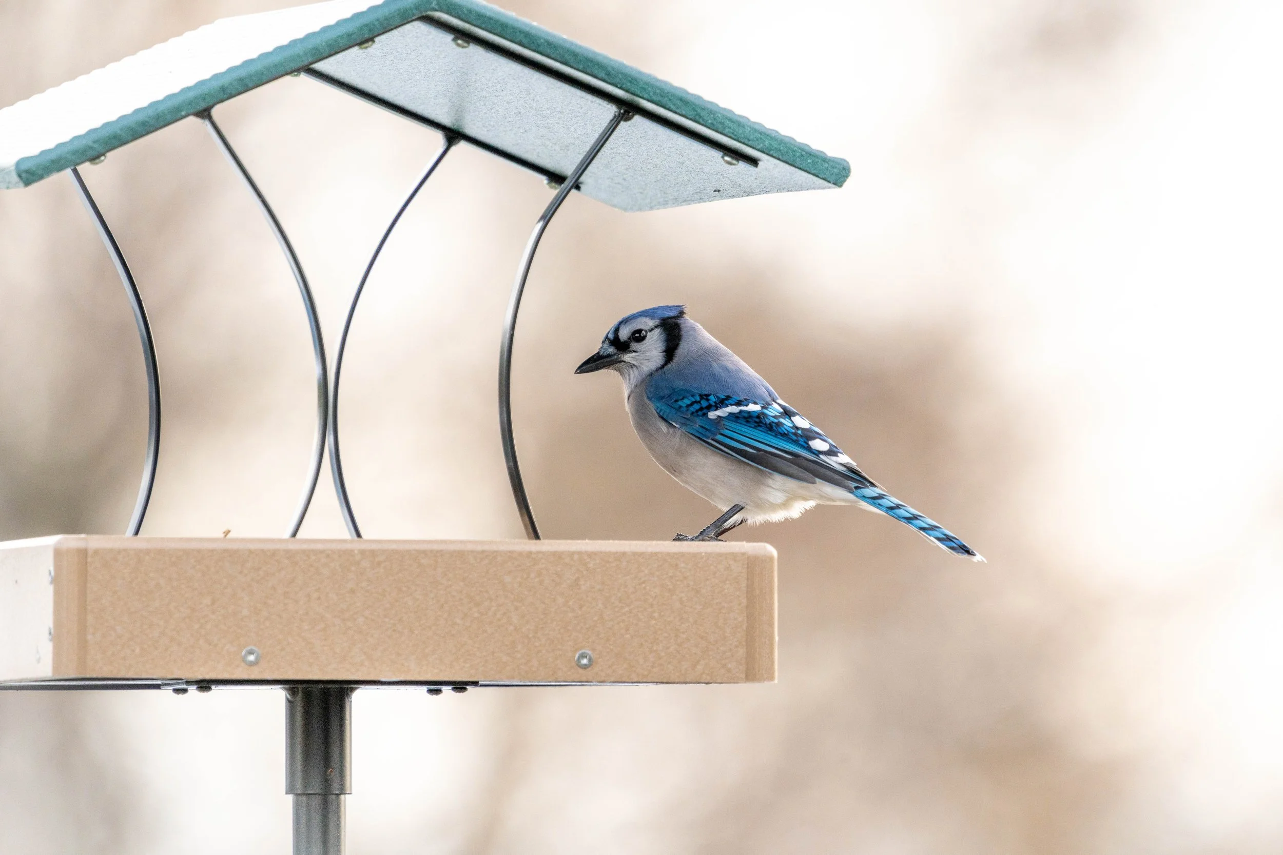 Blue Jay.jpg