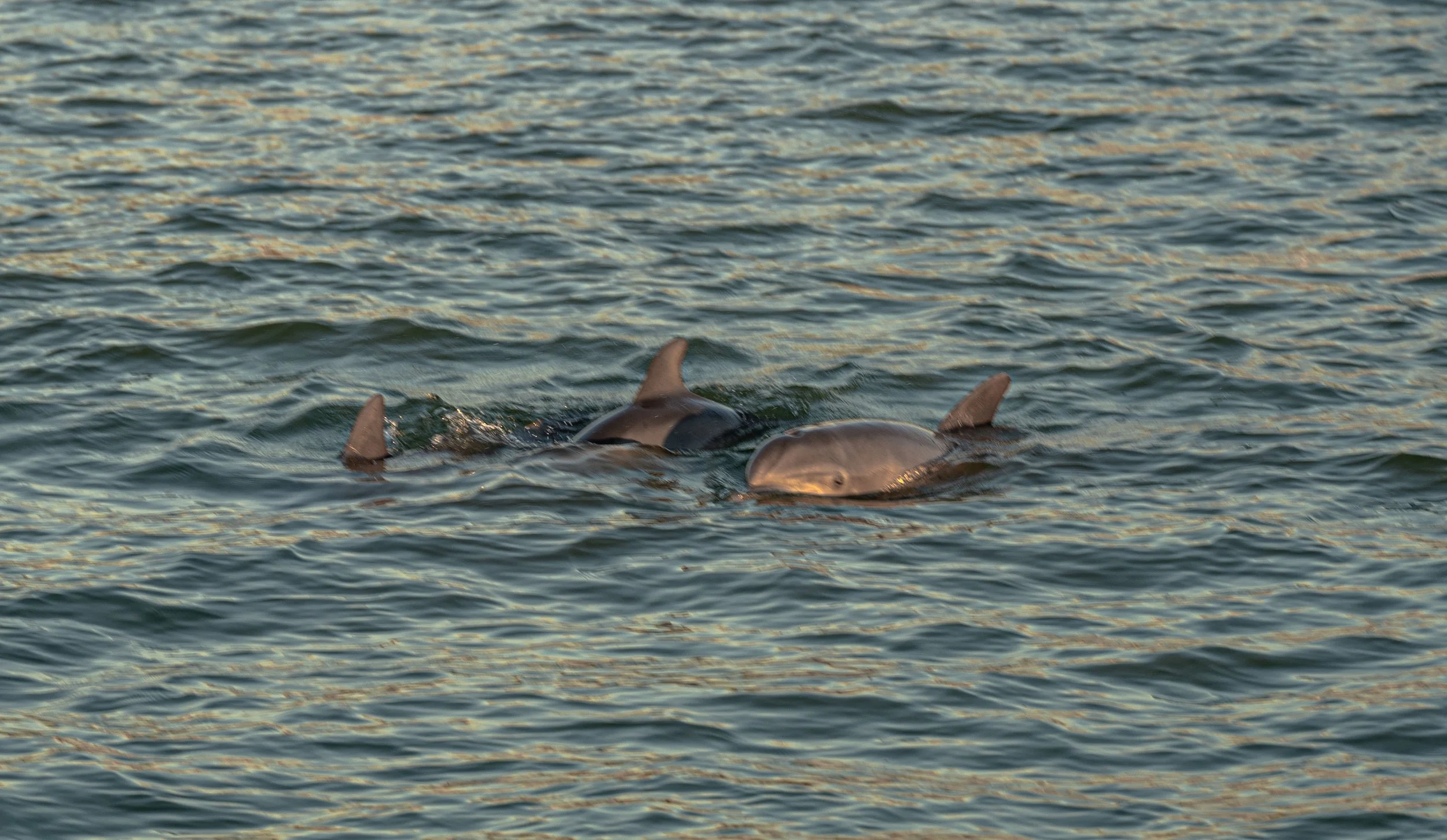 dolphins!.jpg