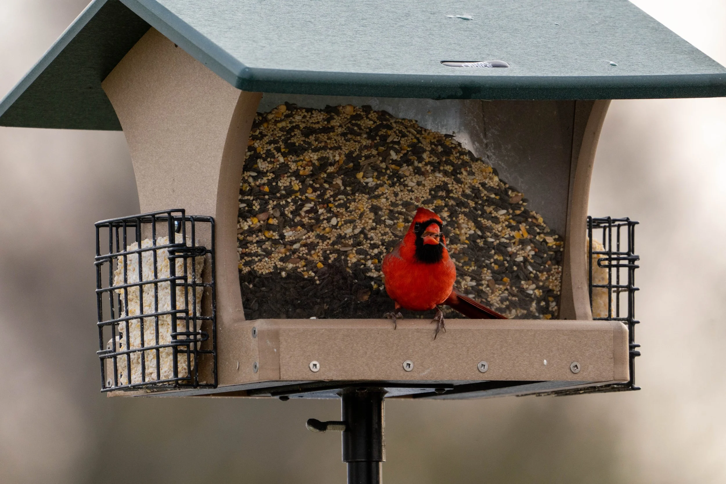 Cardinal.jpg
